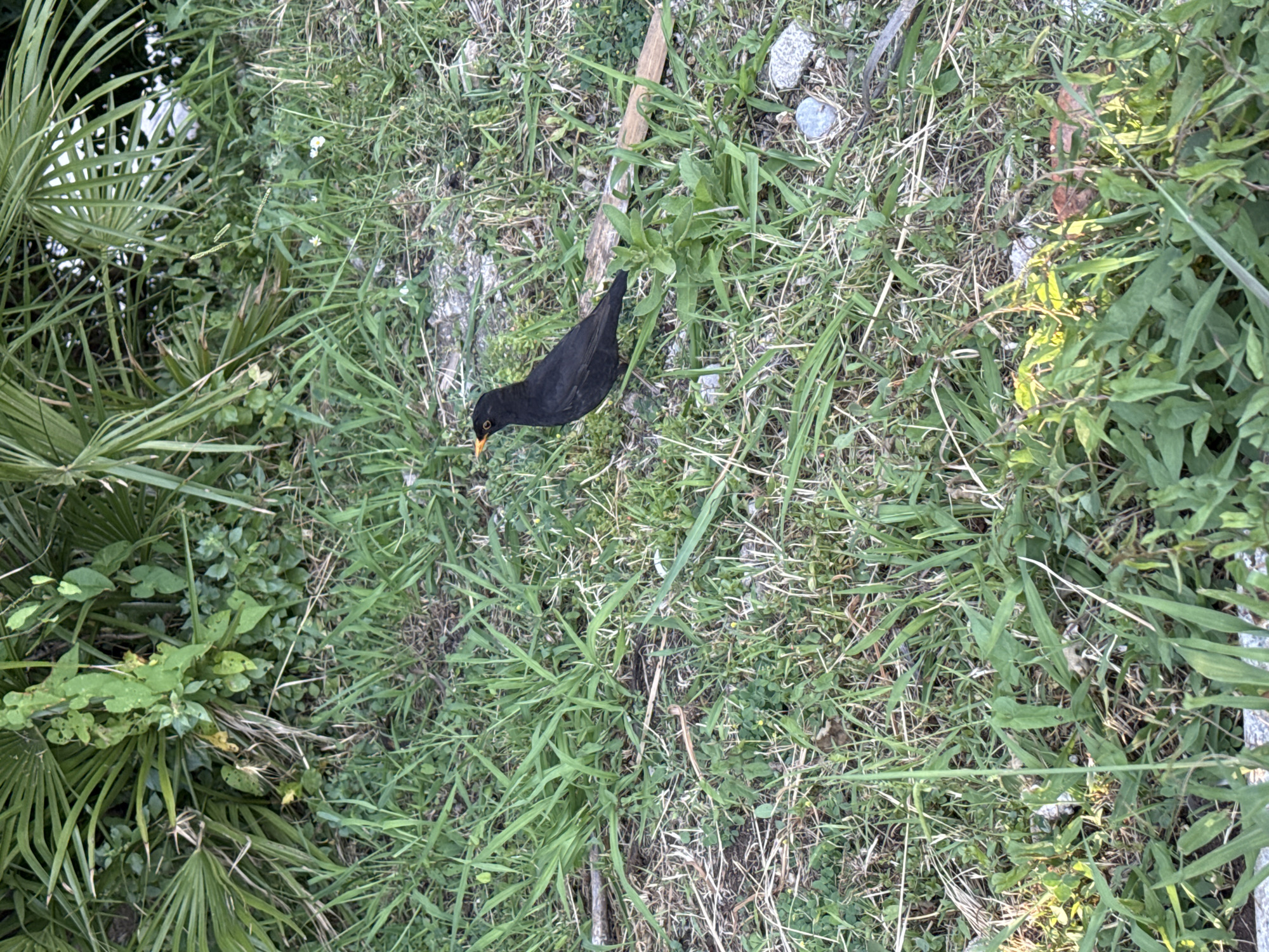 The image depicts a black bird with a yellow beak in a grassy area. The vegetation includes a mix of grass, weeds, and palm fronds, suggesting a Mediterranean or subtropical climate. The location is presumably Herceg Novi, Montenegro. There are no people visible in the image. The bird is in a natural outdoor setting. The ground consists of grass, dirt and stones. A branch is visible among the grass and dirt.