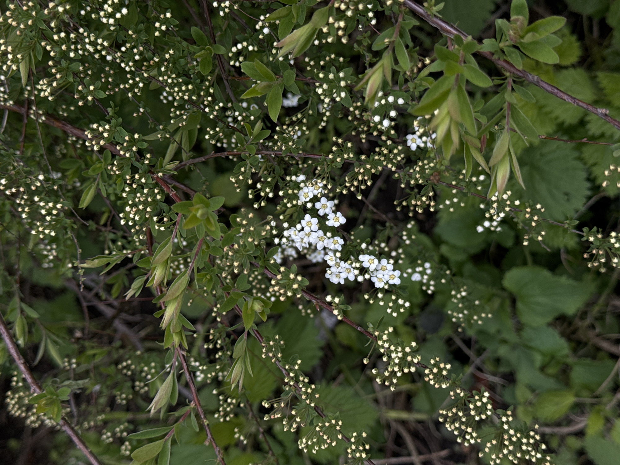 The image shows a close-up of a Spiraea bush with white flowers and small green leaves. Some flowers are in bloom while others are still in bud. The background features other green foliage and dark brown branches. The location appears to be outdoors, and given the prompt, it could be in Moscow, Russia. There are no people visible in the image.