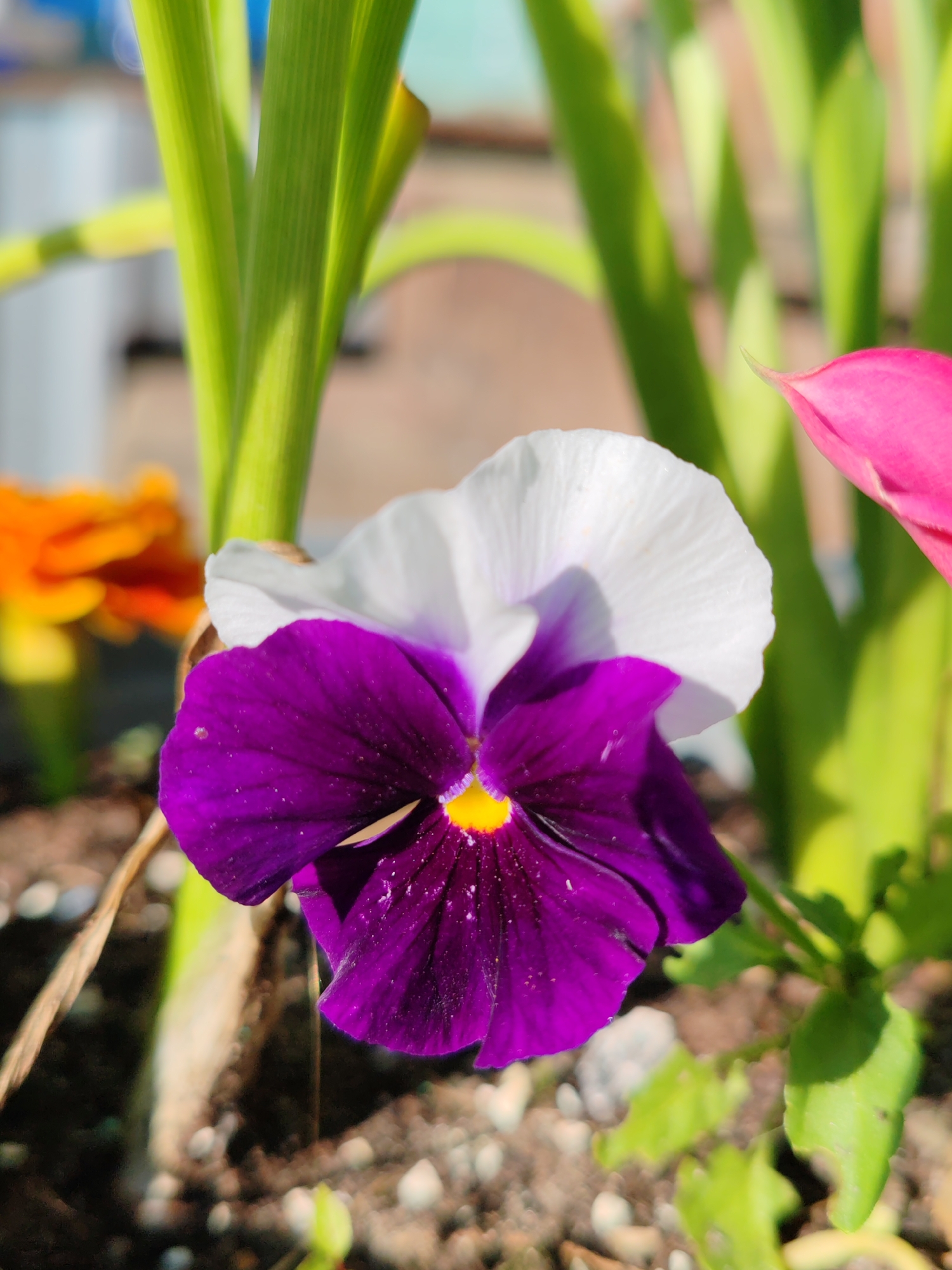 A macro photograph captures a bi-colored pansy bloom, predominantly deep purple with a striking white upper portion. The flower's center features a bright yellow accent. The bloom is set against a backdrop of lush green foliage and other flowers in shades of orange and pink, all slightly out of focus. The foreground consists of dark soil interspersed with small pebbles. The image is well-lit, suggesting an outdoor setting bathed in sunlight. The location is described as the city of Chuylhem, Russia.