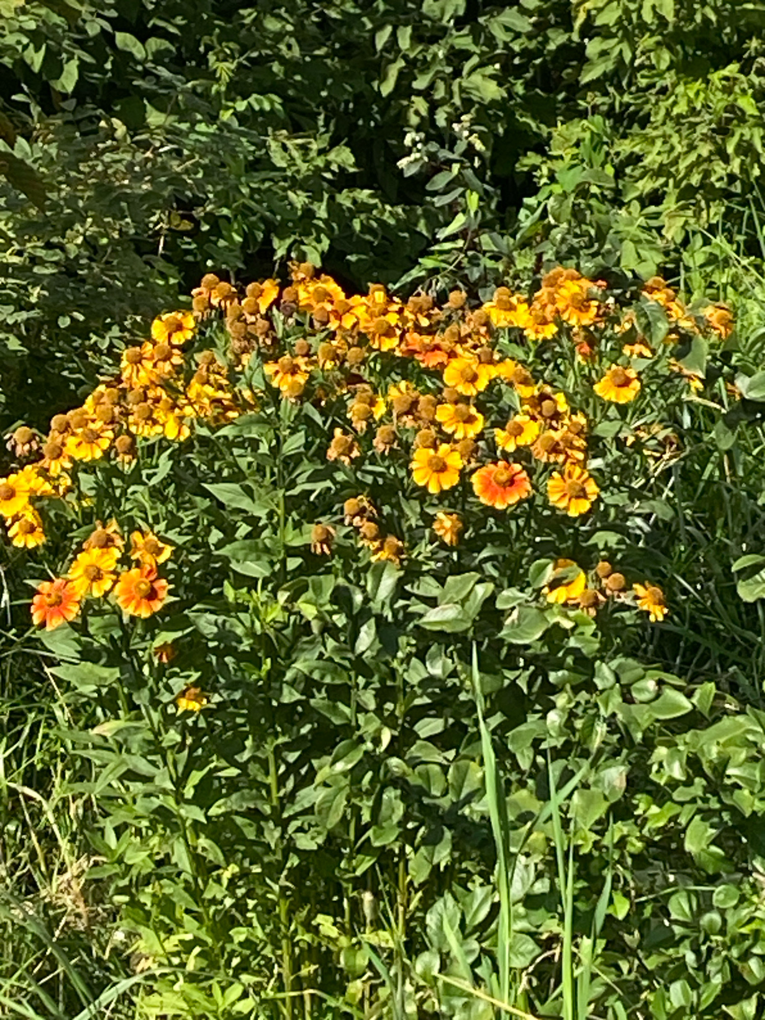 The image shows a cluster of vibrant yellow and orange flowers, likely Helenium, blooming in a garden setting. The flowers are in full bloom, with some petals showing signs of wilting, indicating it is late summer or early autumn. The plants are densely packed, creating a lush green backdrop with dappled sunlight filtering through the leaves. There are no people or animals visible in the image, and the environment appears to be a natural or semi-natural outdoor space. The image is a close-up of the flowers, with the background blurred, emphasizing the textures and colors of the blossoms. It is not possible to determine the exact location within Ivanteyevka, Russia from this image alone, but it appears to be a residential garden or park area.