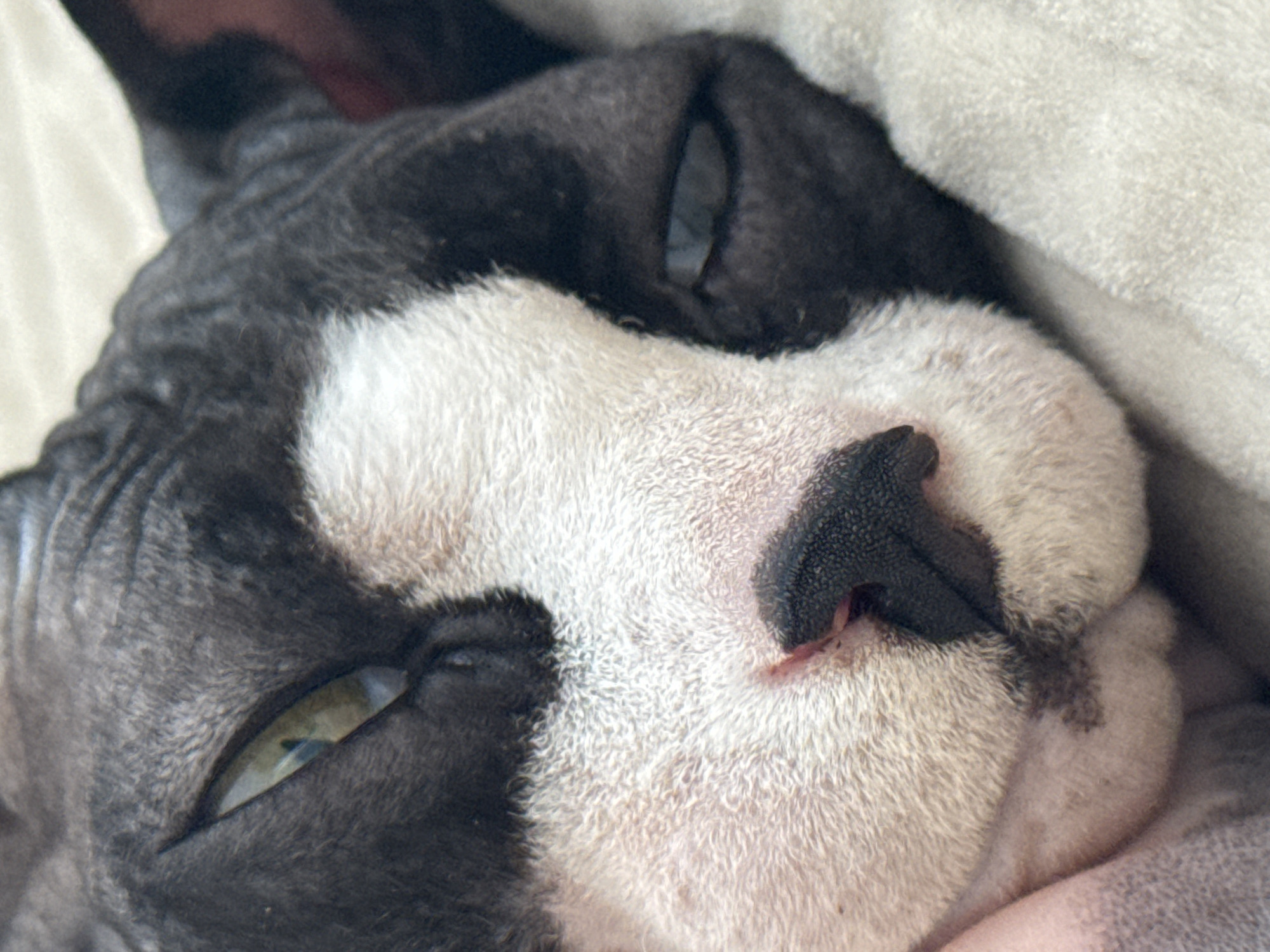 A close-up, overhead shot captures the face of a sphynx cat resting on a textured, light-colored surface, possibly a blanket. The cat's face is marked by distinct black and white patches. Its left eye, wide open, reveals a striking green iris. The right eye is partially closed, showing a slit of the pupil. The cat's dark, leathery nose is prominently featured in the center of the frame, with a small pinkish area visible above it. The skin appears wrinkled, characteristic of the breed. The background is soft and out of focus, maintaining the viewer's attention on the cat's face. The image was taken in the city of Netanya, Israel.