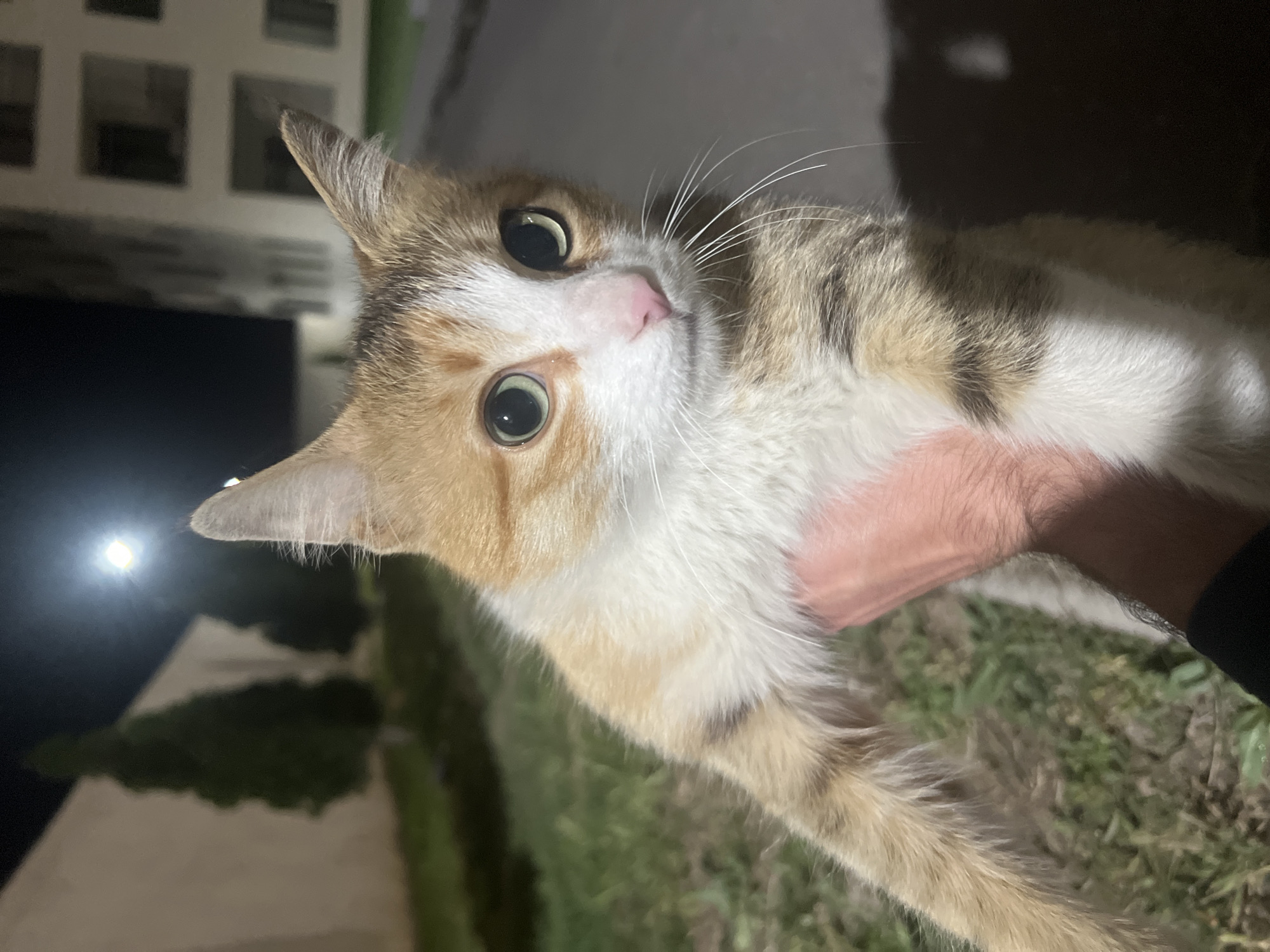 A calico cat is held in someone's hand, possibly outdoors at night. The cat's head is tilted, and it gazes wide-eyed at the viewer. The person holding the cat has fair skin and a dark sleeve is visible. In the blurred background, there is greenery and a building with lit windows and what appears to be a bright light. Without additional context, determining the location in Yerevan, Armenia, is not possible.