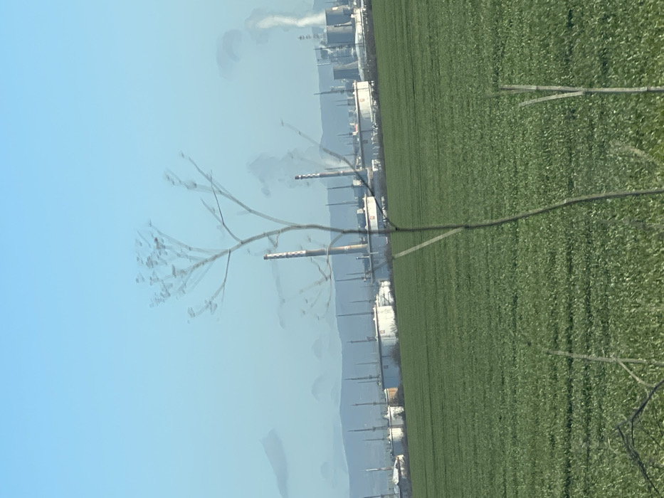 The scene, located in Bratovo, Bulgaria, depicts a rural-industrial landscape under a clear, light blue sky during daytime. The foreground is dominated by a dense, uniformly green field of low-lying vegetation, likely crops. Extending from the bottom center into the mid-foreground, a single, slender, out-of-focus dried plant stalk with multiple sparse, branching structures is visible. Another thinner, shorter dried stalk is present to its right. In the midground, an extensive industrial complex stretches across the horizon, featuring numerous large, white, cylindrical storage tanks with domed tops. Interspersed within the complex are multiple tall, slender industrial chimneys or flares. Visible smoke or steam plumes ascend from several points within the industrial site, most notably a significant white plume rising from structures on the far right. In the background, a low mountain range or series of hills appears hazy and bluish-grey beneath the clear sky. No individuals are present in the image.