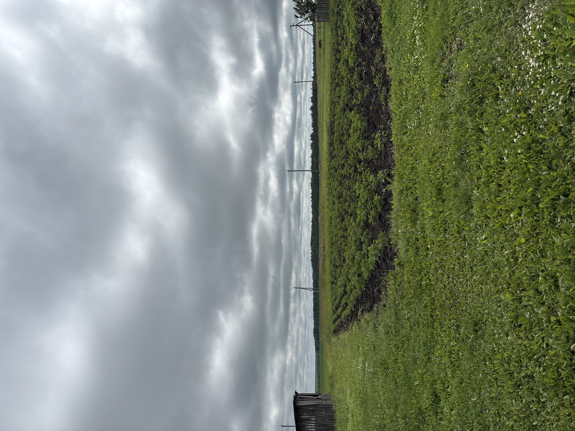 The image depicts a rural landscape under a heavily clouded sky. In the foreground, a grassy field with scattered white wildflowers leads to a tilled field of young potato plants. To the left, a dark wooden shed with a sloped roof stands near the edge of the grass. A wooden pole with wires runs horizontally across the middle ground, and a solitary wooden utility pole stands in the distance. A line of trees forms the horizon, behind which a lighter sky is visible. The overall impression is one of a quiet, overcast day in the countryside, likely in a village setting within Ильпанур, Russia, given the context.