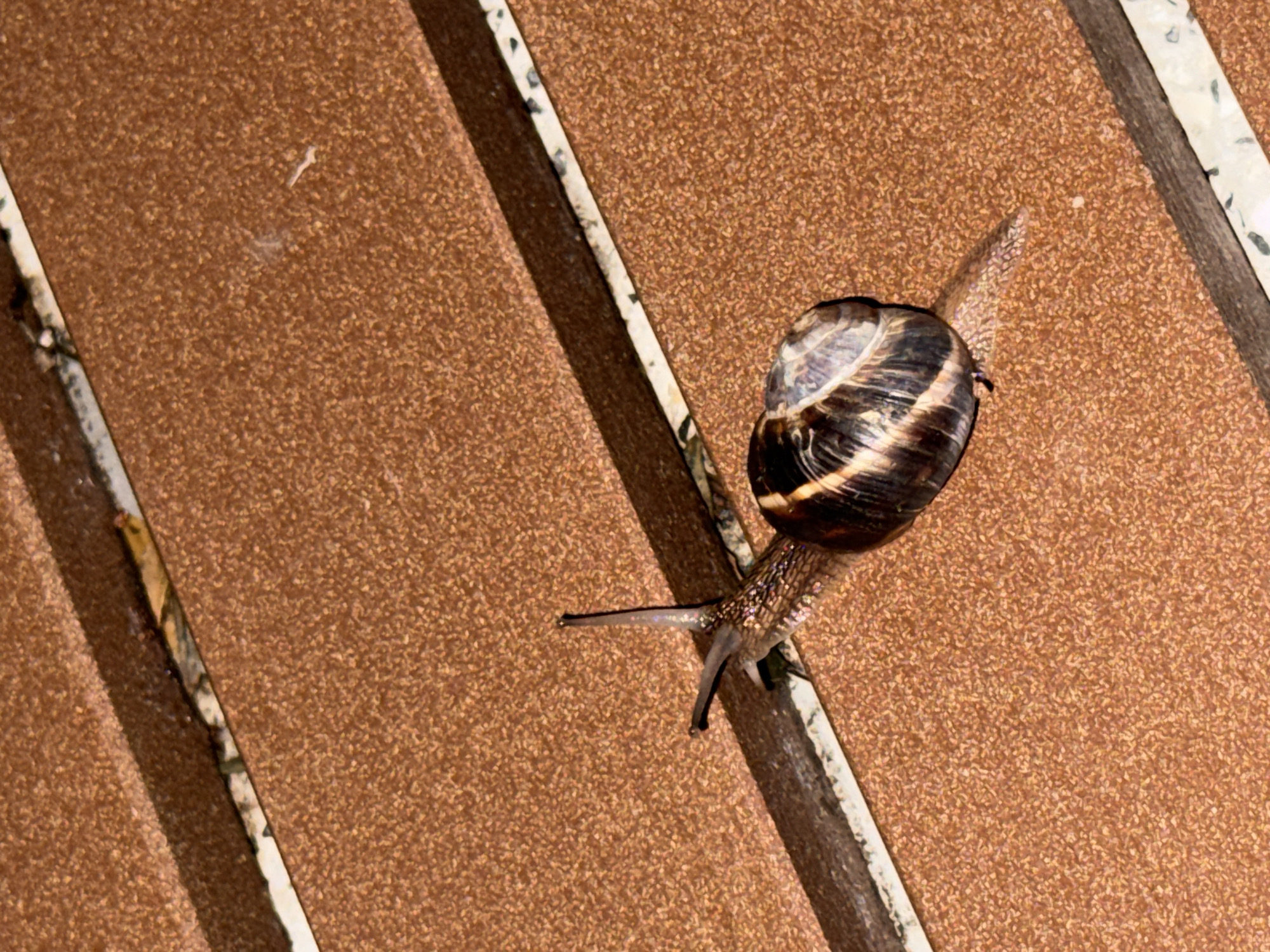 A close-up, high-angle shot captures a garden snail slowly moving diagonally across a textured, reddish-brown surface in Sofia, Bulgaria. The snail, positioned in the upper right quadrant, extends its body with two visible eyestalks, its foot appearing moist and iridescent in the bright light. Its shell is a prominent feature, displaying a classic spiraled pattern with alternating dark brown, black, and lighter beige or cream bands.
The background consists of a granular, reddish-brown material, possibly terracotta tiles or a paved surface, segmented by narrow, light-colored strips that run diagonally from the bottom left to the top right of the frame. These strips appear to be grout lines or decorative inserts, featuring irregular dark specks. The strong, direct light source creates clear shadows, indicating it is daytime. No people or visible text are present in the image.