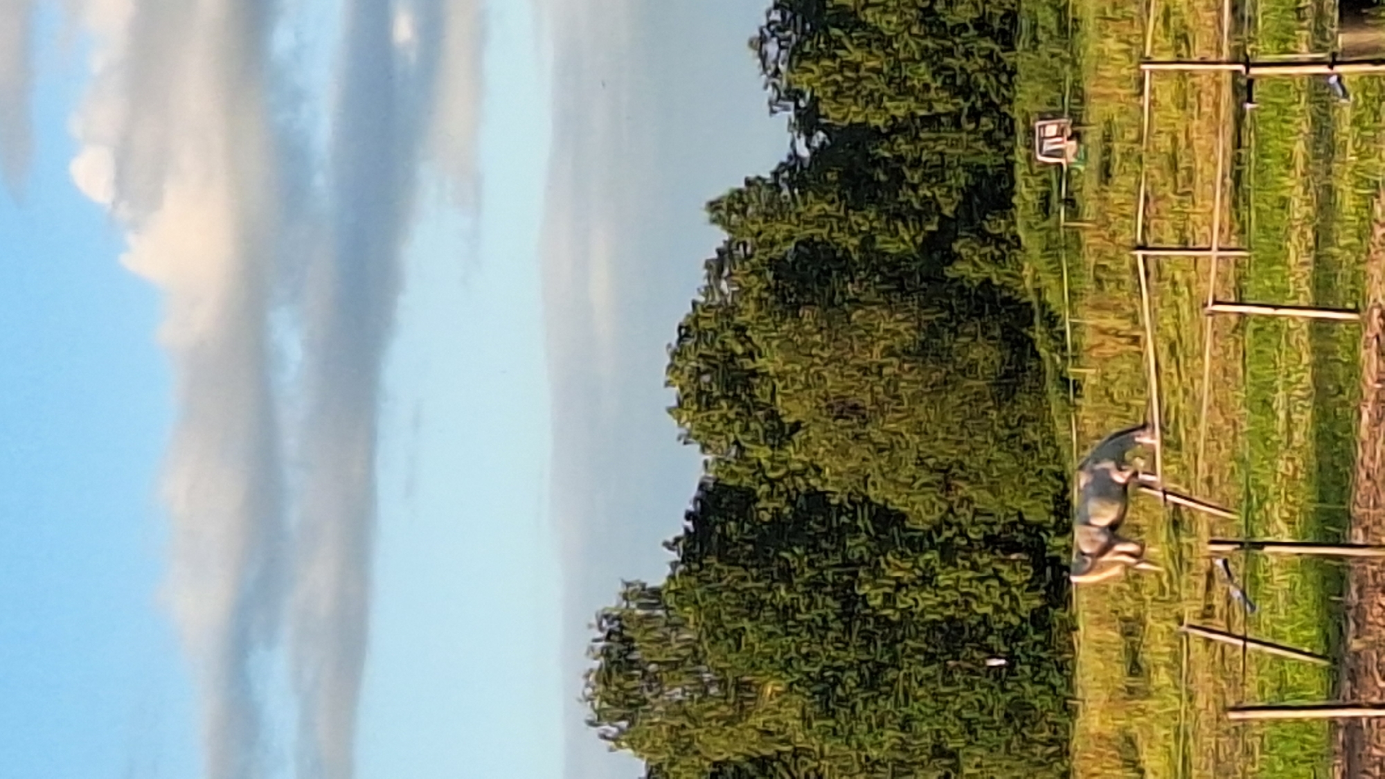 The image depicts a serene countryside scene in Aviekste, Latvia, under a soft blue sky dotted with wispy clouds. In the foreground, a simple wooden fence separates a grassy field from the viewer. A light-colored horse is grazing peacefully in the middle ground, its head lowered to the grass. Behind the horse, a line of lush green trees forms a dense backdrop. Further in the distance, a small, box-like structure, possibly a shelter or feeder, is visible within the field. The overall impression is one of rural tranquility and natural beauty.