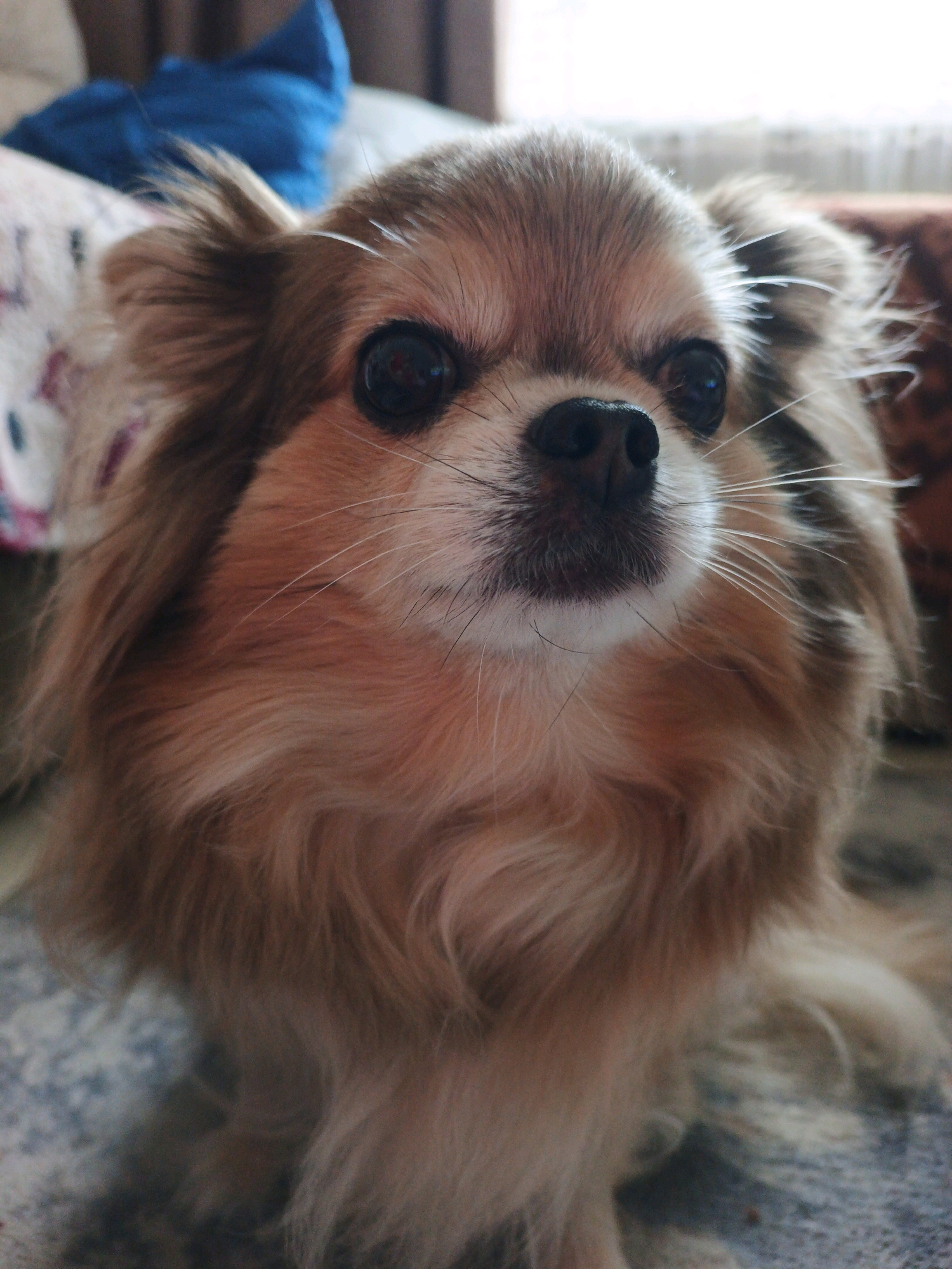 A long-haired chihuahua with brown and tan fur is lying down. The dog has large, dark eyes and a black nose. Its fur is fluffy and slightly unkempt. The dog is in an indoor setting, likely a home, with a patterned blanket and a blue object visible in the background. The lighting suggests it's daytime, with light coming from a window. The image appears to be a close-up portrait of the dog. There is no information in the image that would indicate a location in Zlatoust, Russia.