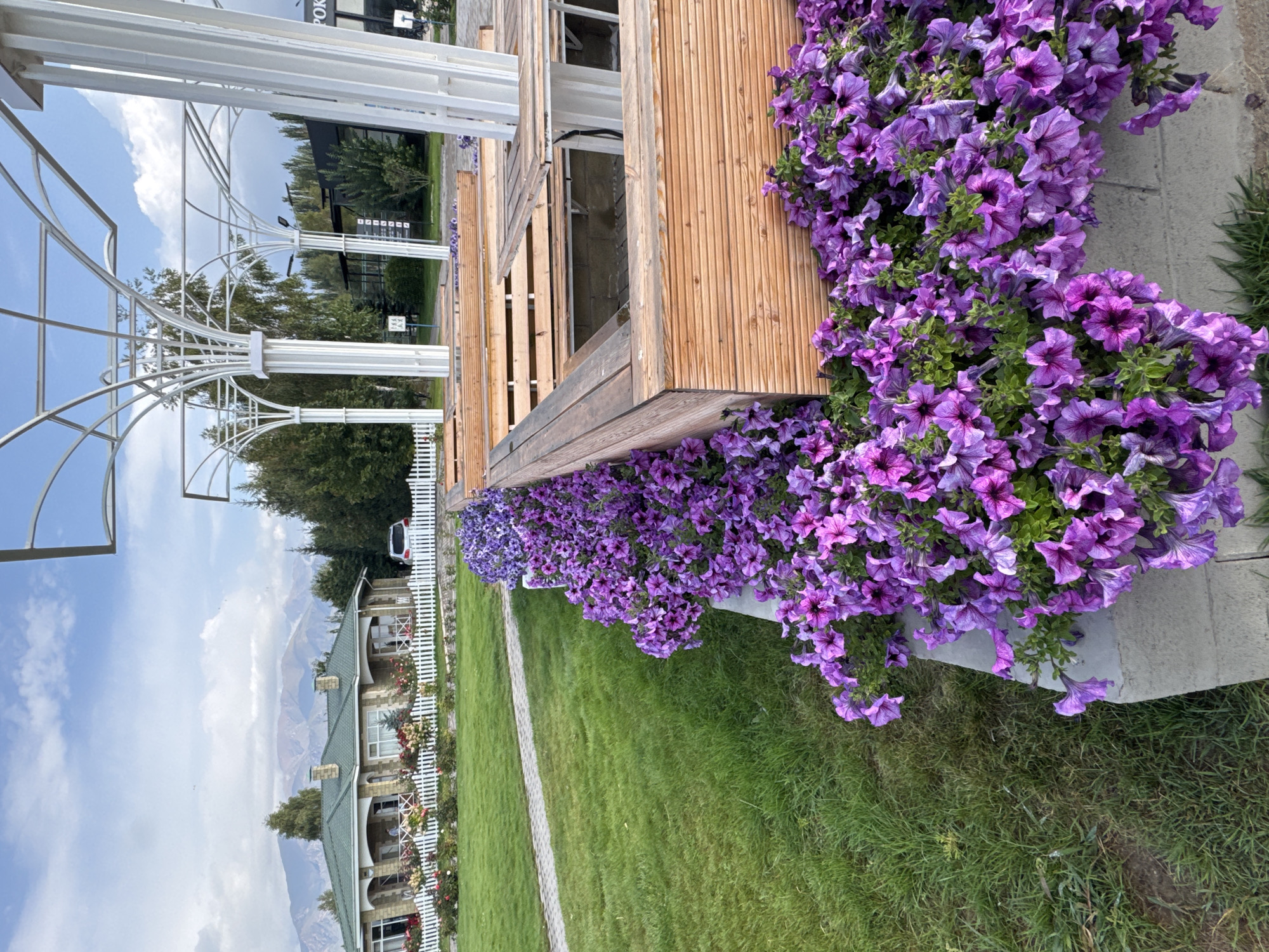 This is a daytime, eye-level outdoor shot of a landscaped area near a building in Sary-Oy, Kyrgyzstan. The foreground is dominated by vibrant purple petunias cascading over a concrete planter box, partially obscuring a wooden bench structure. Beyond the flowers, a neatly mown green lawn stretches to a paved walkway. In the midground, a light-colored building with a green roof is visible, bordered by a white picket fence adorned with flowers. A white car is parked in front of the building. Further back, a line of evergreen trees separates the property from a dark-colored building with a sign that has Cyrillic lettering. In the distance, majestic mountains are silhouetted against a partly cloudy blue sky. The scene depicts a well-maintained public space or park.