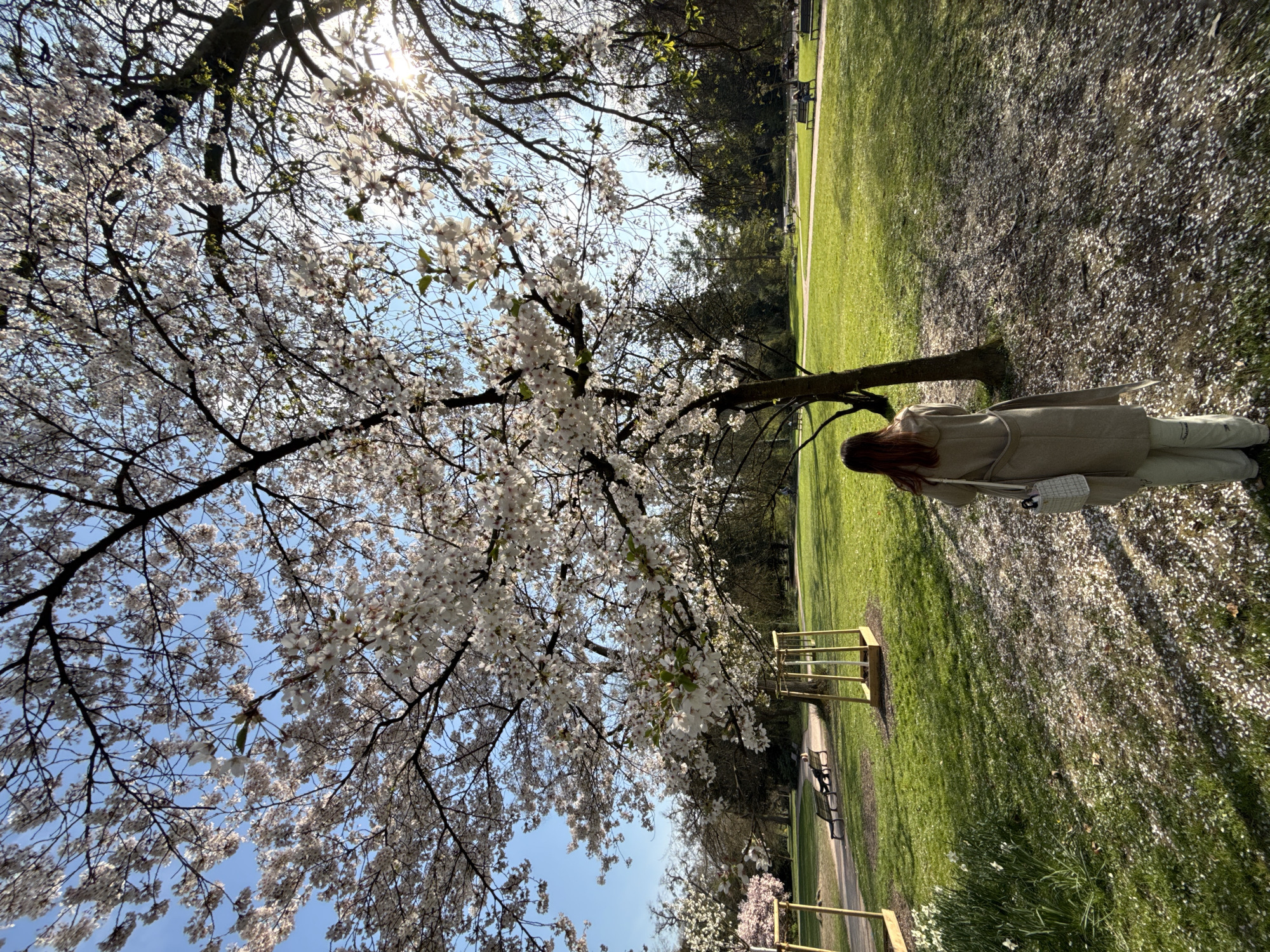 A solitary individual stands facing away from the camera in a public park in Strasbourg, France, on a sunny day. The person, wearing a light-colored, knee-length coat, light trousers, and carrying a white quilted shoulder bag, is positioned centrally in the foreground, standing on ground heavily carpeted with fallen white cherry blossom petals. A large cherry blossom tree in full white bloom dominates the midground, its branches extending across the upper frame against a clear blue sky, with bright sunlight visible in the upper right. To the far left foreground, a patch of white narcissus flowers is visible. Winding dirt paths traverse the green grass in the midground and background. Two dark park benches are situated along a path in the midground, each occupied by one individual. Several young trees, supported by wooden frames, are also visible. The background consists of further green expanses and dense tree lines, indicating a large park environment.