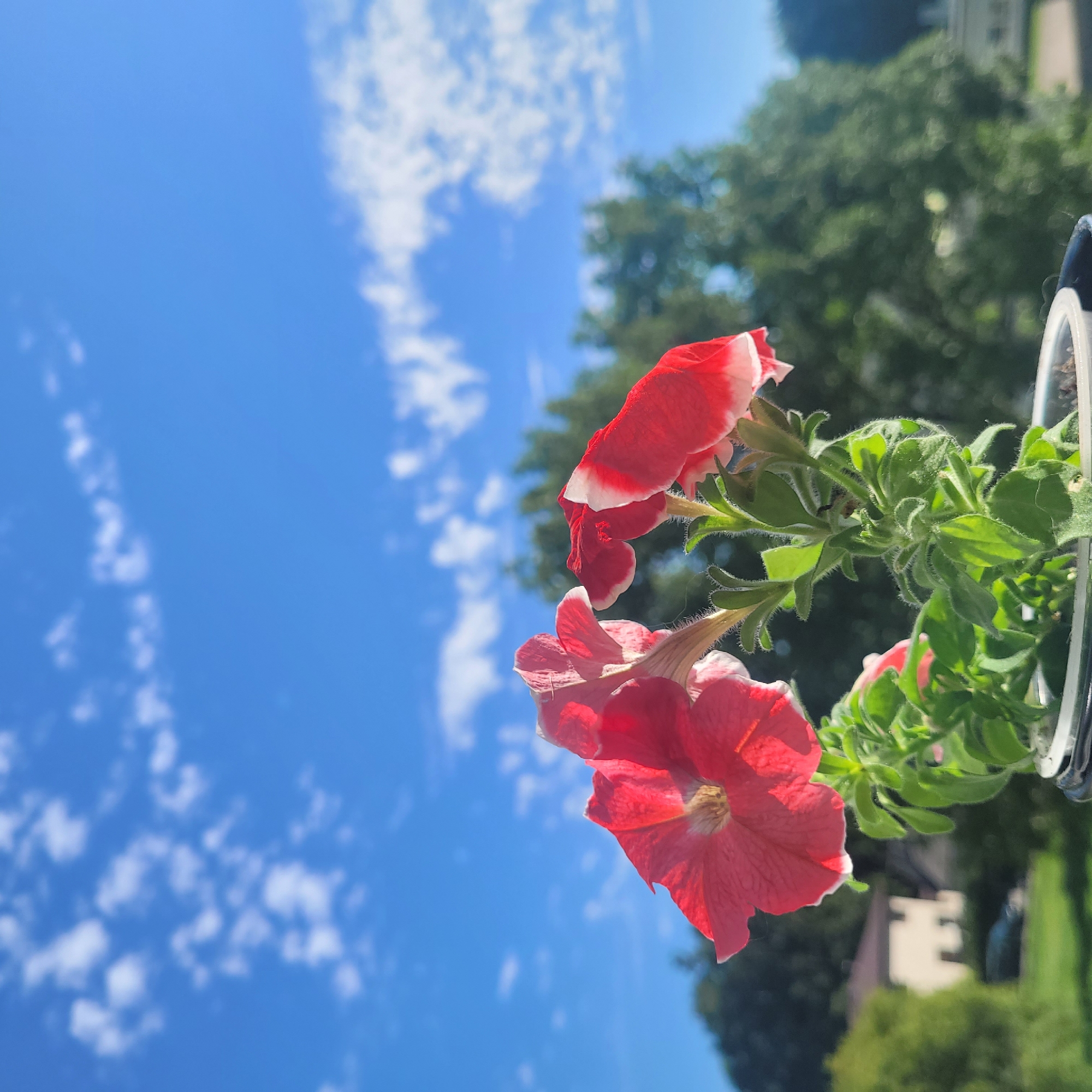 A close-up shot captures two vibrant red and white petunia flowers in a pot against a clear blue sky dotted with scattered white clouds. The flowers, with their delicate petals, are the primary subjects, positioned in the foreground and slightly off-center. Behind the flowers, a soft-focus background reveals lush green trees and a glimpse of a light-colored building, suggesting a suburban or residential setting. The lighting indicates a sunny day, with the sunlight casting a gentle glow on the petals. No people or animals are visible in the frame, and no specific landmarks in Jūrmala, Latvia, are identifiable. The overall impression is one of natural beauty and tranquility.