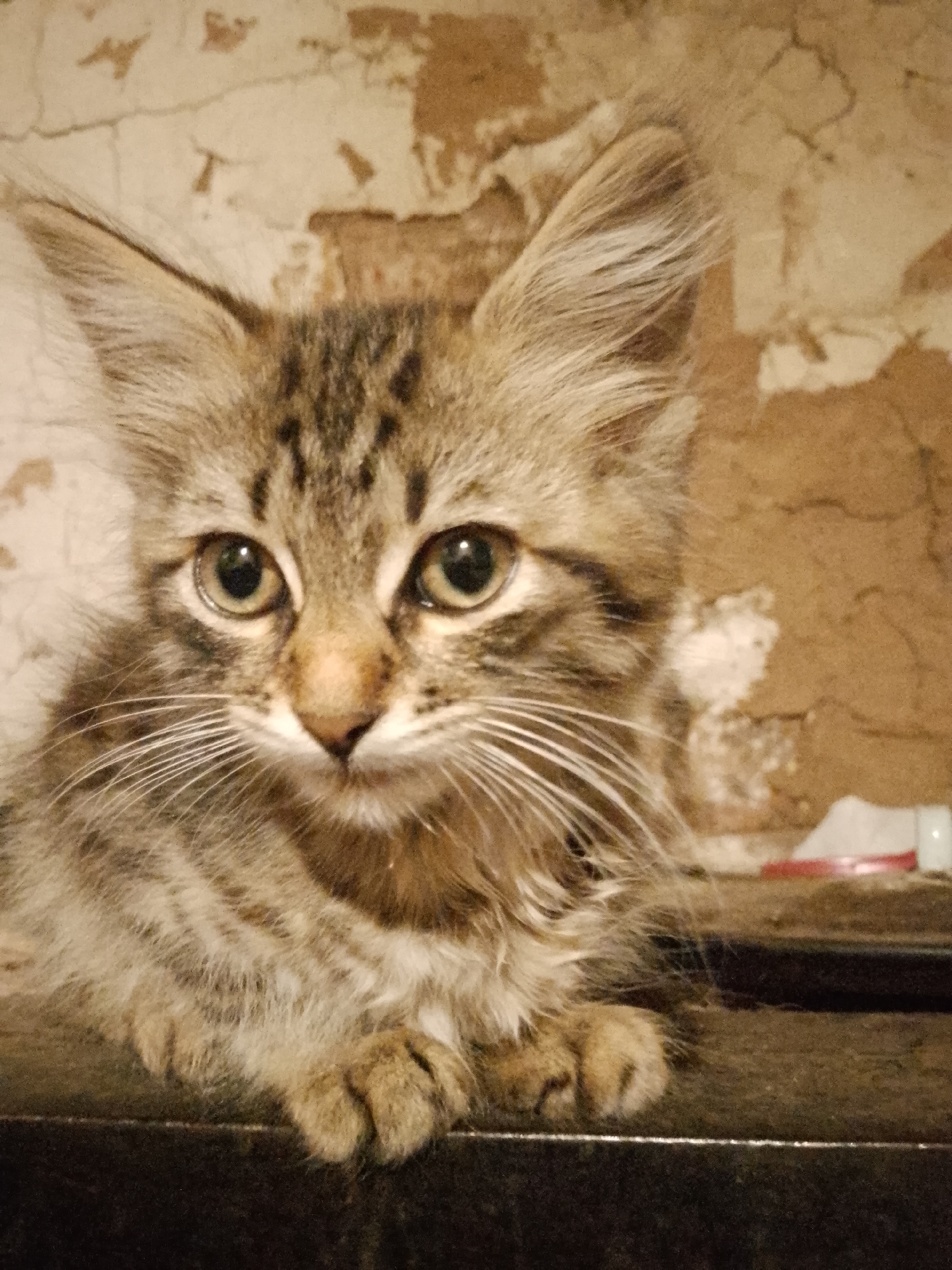 A close-up, eye-level, full-frame shot captures a young tabby kitten with large, expressive green eyes. The kitten's fur is a mix of brown, black, and tan stripes, with long, white whiskers fanning out from its nose. Its ears are perked up, and its gaze is directed straight at the camera. The kitten is positioned on a dark, flat surface, possibly a shelf or table, and its front paws are visible, tucked slightly beneath its chin. The background is a textured, light-colored wall with brown, weathered patches, suggesting an indoor environment. A blur of lighter colors, possibly a container or object, is visible in the upper right corner of the frame. The lighting is dim, casting soft shadows.