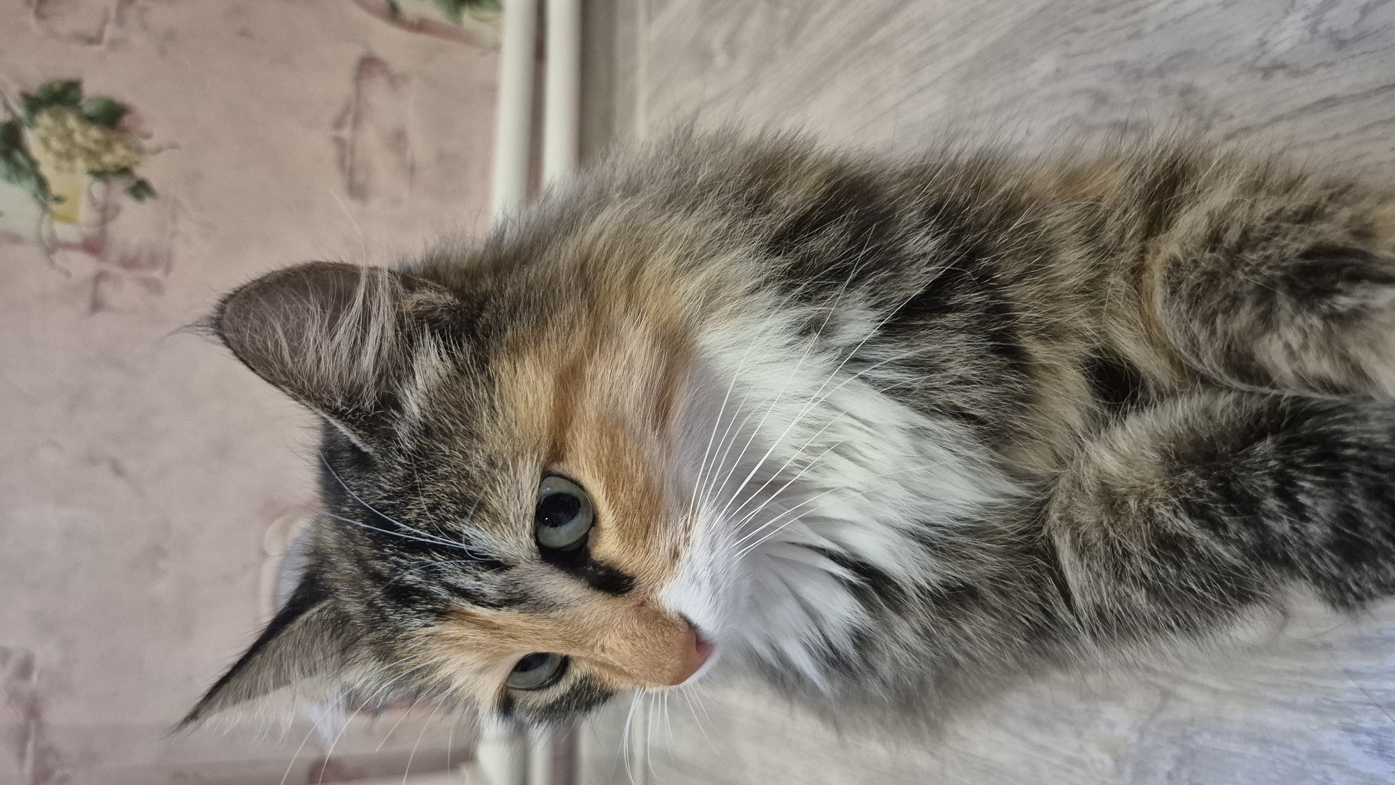 A calico cat with green eyes and fluffy gray, orange, and white fur is sitting on a light-colored wooden floor. The cat is looking to its left. The background is a wall with light pink patterned wallpaper, and a white radiator is visible. The scene is indoors and appears to be a domestic setting in Косяковка, Russia.