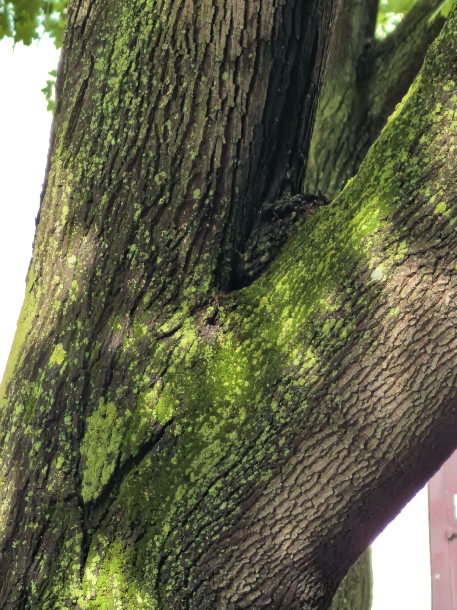 The image presents a close-up view of a tree trunk, heavily adorned with vibrant green moss and lichen. The tree's bark is rugged and deeply furrowed, displaying a dark brown to blackish hue. Numerous patches of bright, almost glowing, green moss cling to the uneven surface of the trunk and its main branches.
A prominent, thick branch emerges from the left side of the frame and extends diagonally upwards to the right, merging with another large branch in the center. The moss is particularly concentrated in the crevices and on the sunlit areas of the bark. The lighting suggests daylight, with bright highlights on the moss indicating direct sunlight, possibly from above or the upper left.
The background features blurred areas of bright white, likely the sky, and soft green blurs that suggest distant foliage or other parts of the tree. There are no people, man-made objects, or discernible activities taking place. The scene focuses solely on the intricate textures and natural growth of the tree, suggesting an outdoor, natural setting, such as a forest or park in Sterlitamak, Russia. No visible text is present.