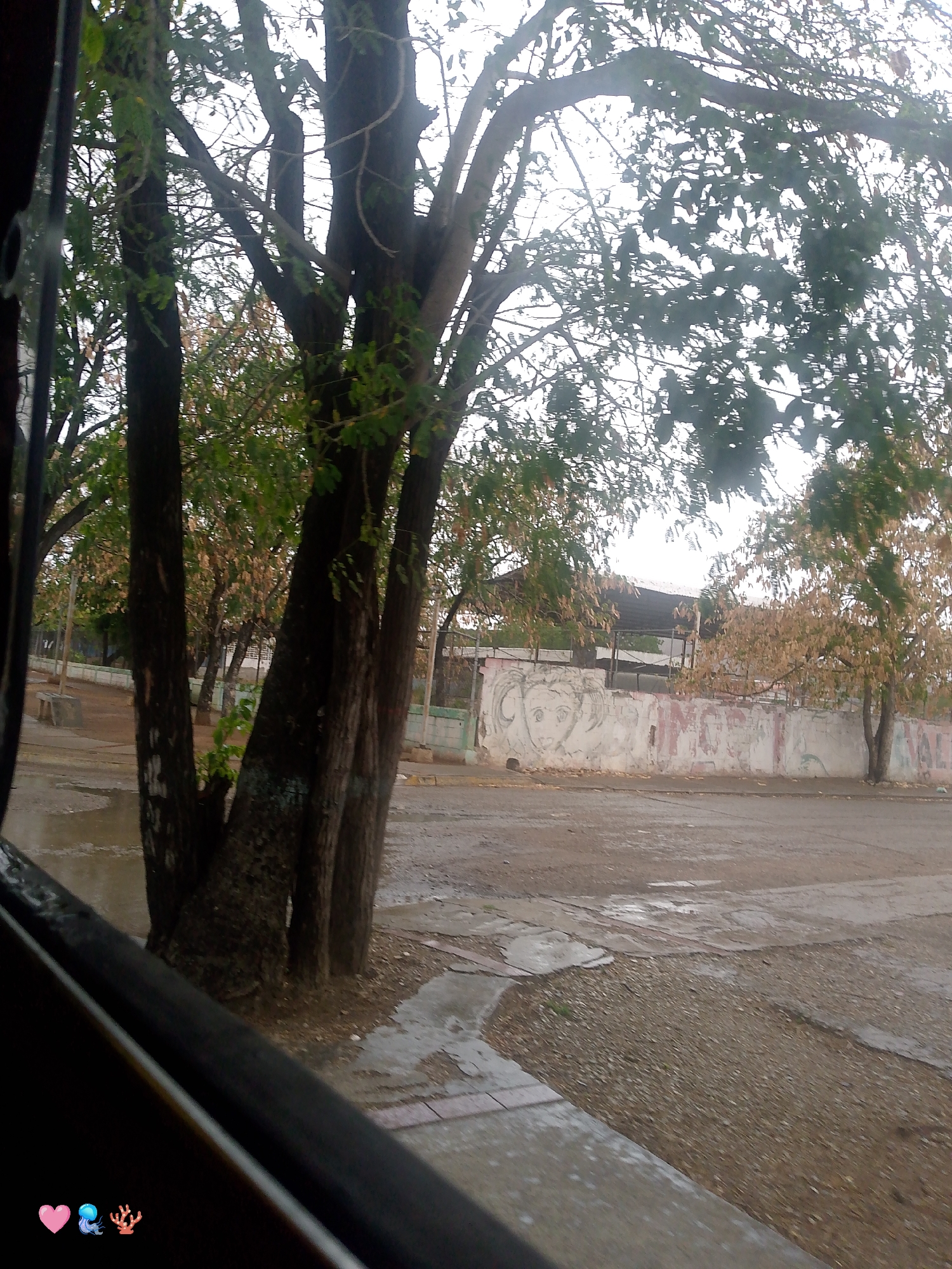 This image captures a view from inside a vehicle looking out onto a street in Juan Griego, Venezuela, likely during or after rainfall. In the foreground, a dark frame, presumably the car window and its surrounding elements, partially obstructs the view. Emerging from behind this frame are the trunks of several large trees, their dark bark textured and some branches extending upwards. Scattered green leaves are visible on these trees, and some trees in the background have a lighter, more autumnal foliage.
The ground in front of the trees appears to be a mixture of asphalt and gravel, with several puddles of water reflecting the overcast sky. A paved pathway, possibly a sidewalk, runs alongside the gravel and dirt area, also showing signs of dampness.
Further back, a long, low wall stretches across the scene. This wall is painted white, but it is weathered and peeling, with areas of color, possibly red and pink, showing through. A mural or drawing is partially visible on the wall, depicting what appears to be a face. Beyond the wall, a structure with a corrugated metal roof is visible, supported by posts, suggesting an outdoor covered area or shelter.
In the distance, more trees are visible, and the general atmosphere suggests an urban or semi-urban environment. The presence of puddles and damp surfaces indicates recent precipitation. There are no people or animals clearly visible in the scene.