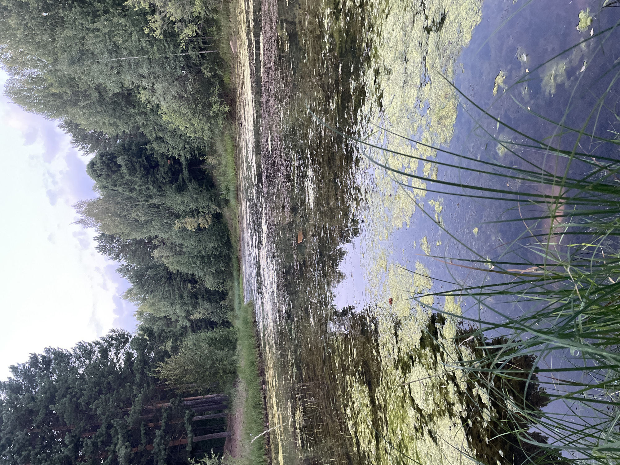 The image depicts a serene natural scene of a swampy pond surrounded by dense forest. Tall pine and birch trees line the banks of the pond, their reflections shimmering on the water's surface. The pond itself is partially covered with green algae and aquatic plants, giving it a mottled appearance. Tall grass and reeds grow along the water's edge in the foreground, adding to the wild, untamed beauty of the landscape. The sky is overcast with soft, diffused light, suggesting either early morning or late evening. The overall impression is one of tranquility and natural untouched beauty, consistent with a location found in the vast wilderness surrounding Surgut, Russia, a city known for its natural resources and proximity to extensive boreal forests.