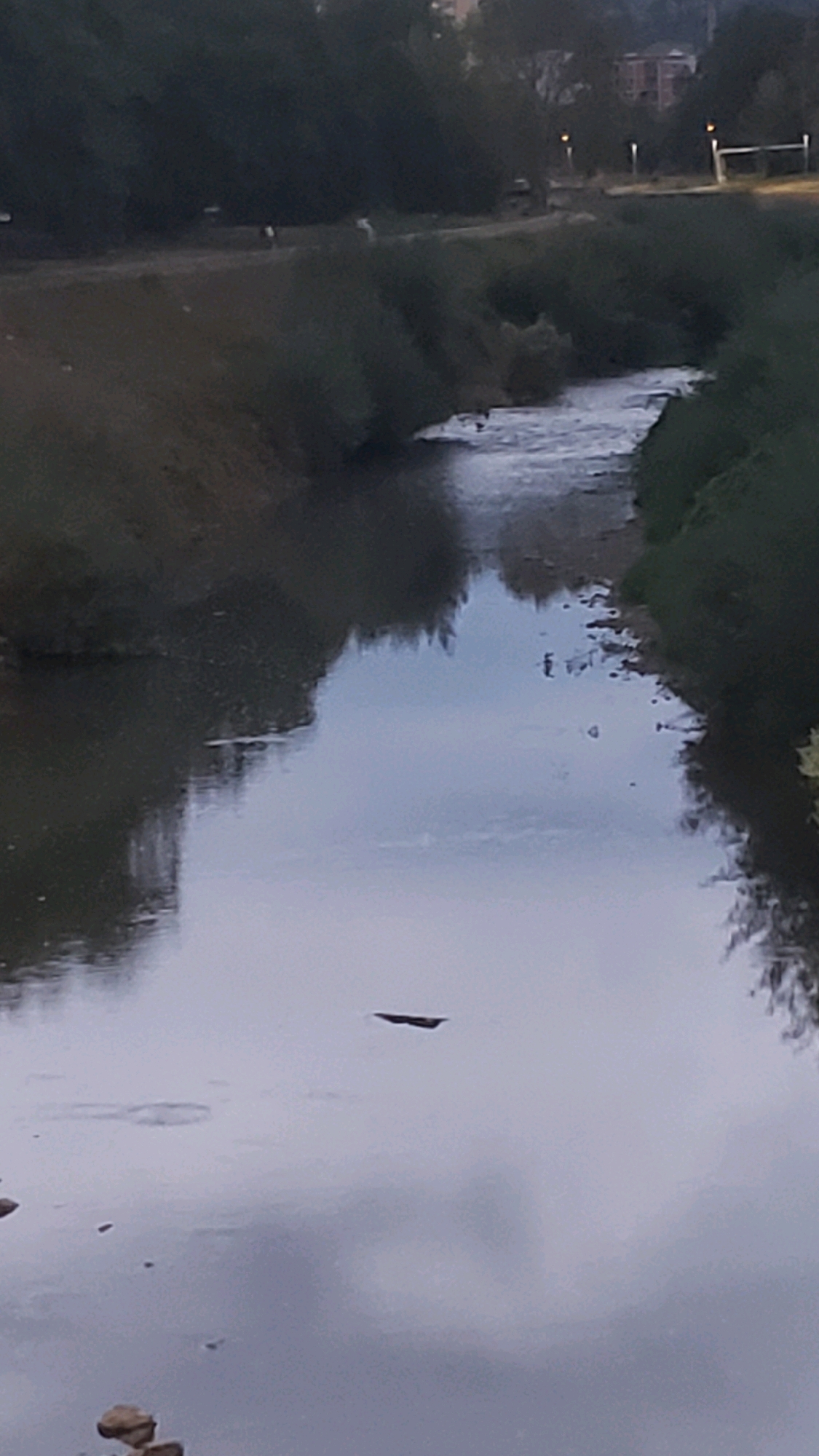 The image shows a calm river flowing through a park-like area with trees on either side. The sky is overcast, and the water reflects the surrounding environment. In the distance, a few buildings and streetlights are visible, suggesting an urban setting. There are no people or animals clearly identifiable in the image, though there are some small dark shapes in the water that could be birds or debris. The overall scene is tranquil and natural, with a hint of urban life in the background. The river appears to be the Sekčov stream in Prešov, Slovakia, based on the surrounding landscape and the presence of urban elements in the distance.