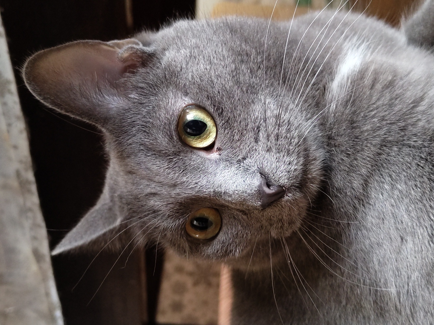 A close-up shot captures a grey cat with bright yellow eyes and black pupils, tilted its head as if curiously observing something. The cat's fur is a soft grey, with hints of white on its muzzle. Its ears are perked up, and its whiskers are spread wide, suggesting attentiveness. The background is blurred, with dark and light brown hues, hinting at an indoor setting, possibly near a window or a piece of furniture. The lighting appears natural, casting soft shadows and highlighting the cat's features. The focus is entirely on the cat's face, emphasizing its expressive eyes and delicate features.