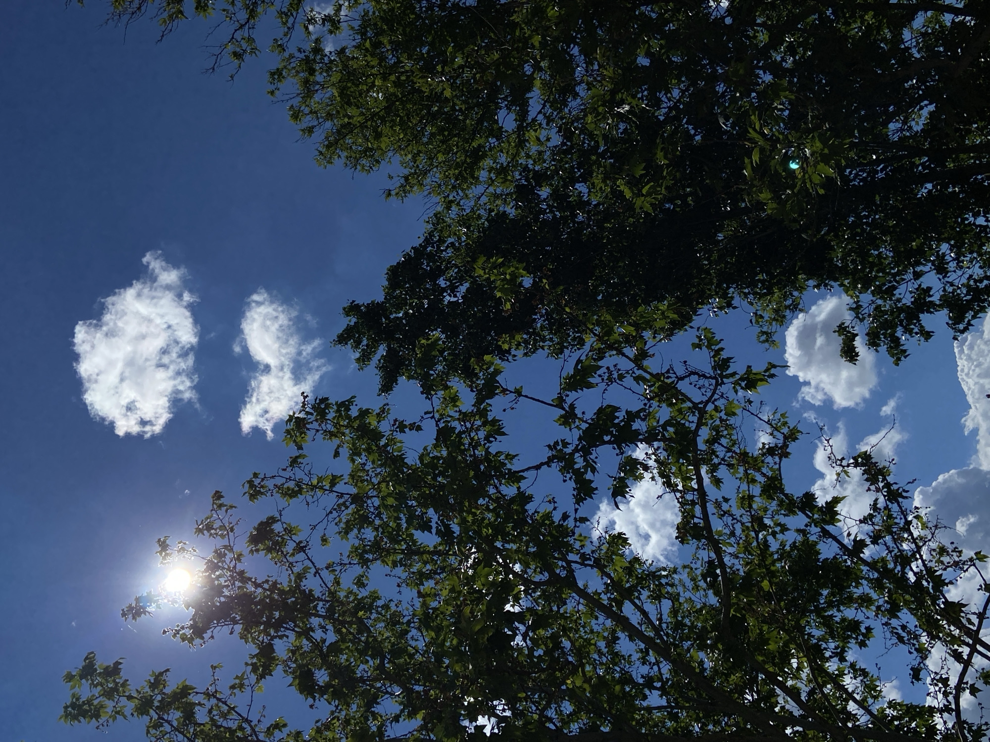 The image is a view looking up towards the sky. The sky is blue with scattered white cumulus clouds. The sun is visible in the lower left corner, creating a bright glare. Tree branches with green leaves fill the foreground and obscure parts of the sky. No people, actions, or interactions are visible. The location is unknown.