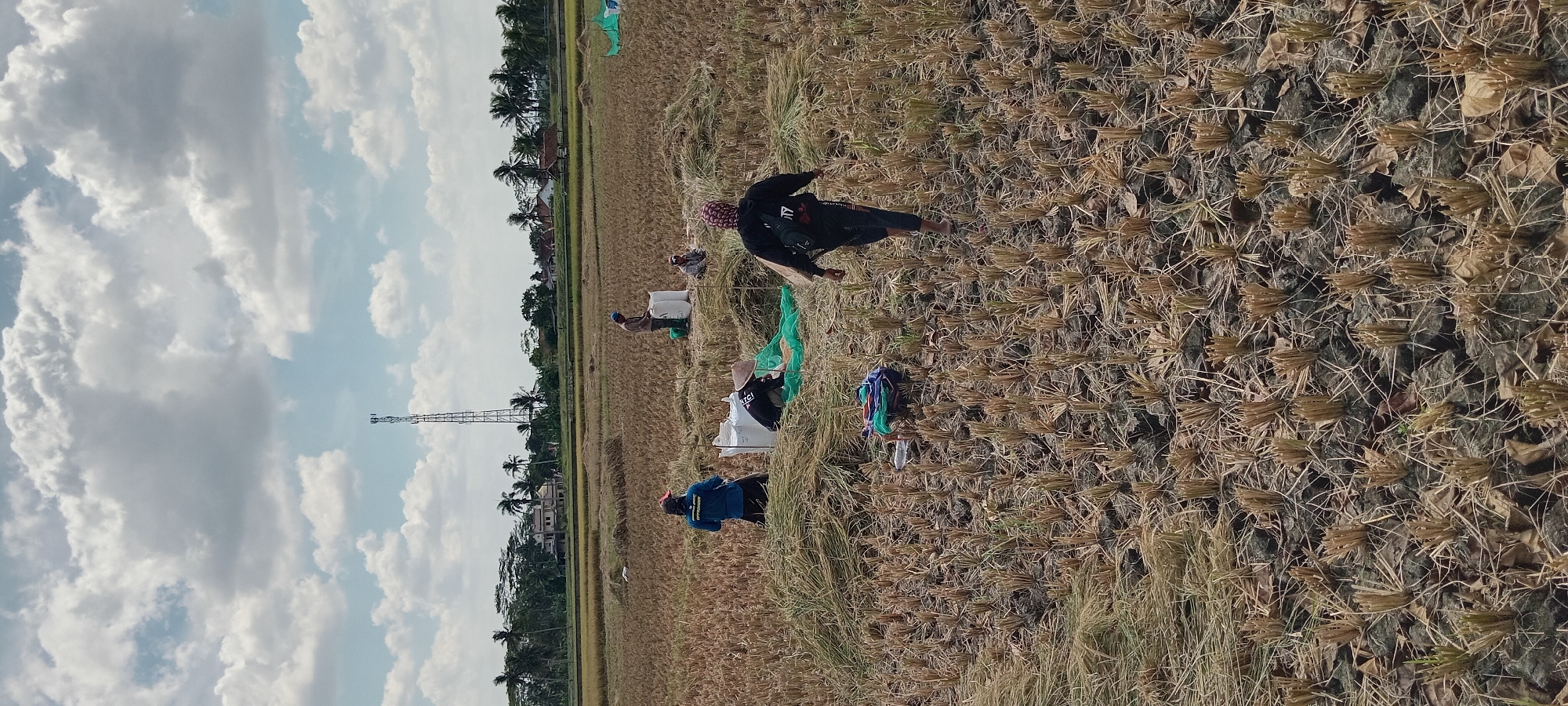 In the city of Karangpawitan, Indonesia, a group of individuals is engaged in the process of harvesting rice in a sunlit field. The sky above is filled with scattered white clouds against a pale blue backdrop, with a tall communication tower visible in the distance. The ground is predominantly covered with dry rice stalks and soil, with some areas showing denser piles of harvested rice.
Several people are actively working. In the foreground, a person in a black hoodie walks away from the camera across the harvested field. Further into the field, a person wearing a conical hat and a black shirt is seen kneeling, working with a green net. To their left, a person in a blue shirt and a red hat is also kneeling, near a large white sack. Another individual in a brown shirt and blue cap is standing and appears to be filling a white sack. There are additional sacks and piles of rice straw scattered throughout the scene.
The surrounding environment includes rows of palm trees and some buildings visible in the distance, suggesting a rural or semi-rural setting. The overall impression is one of agricultural labor under a partly cloudy sky.