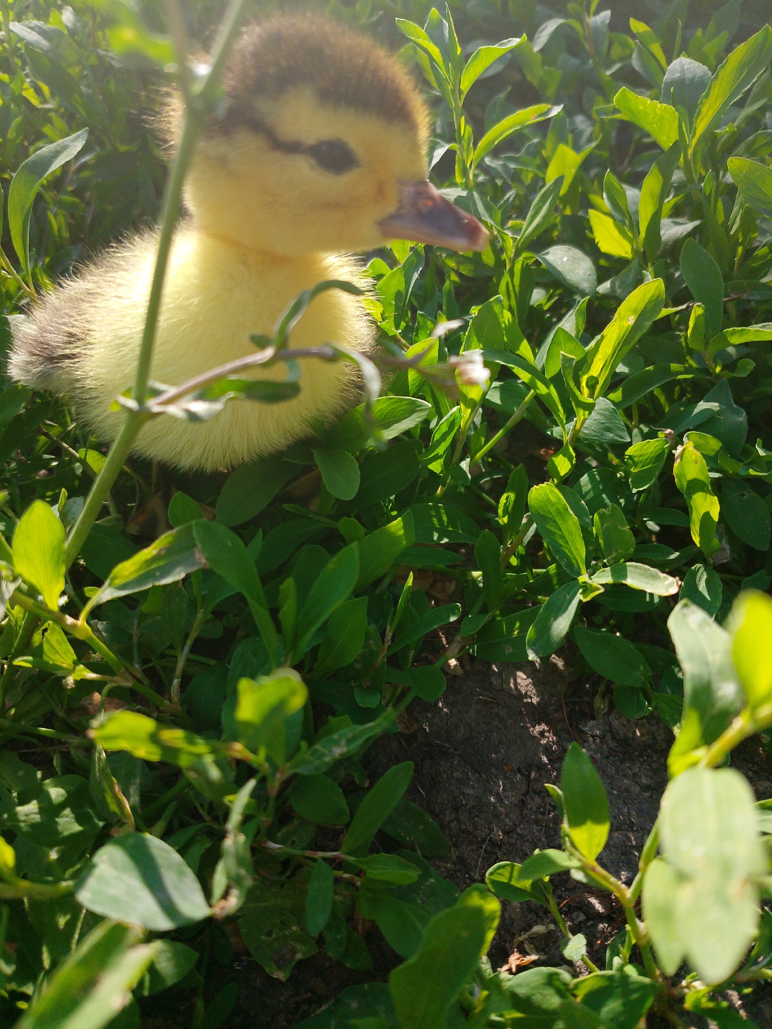 The image depicts a small duckling positioned among green foliage. The duckling is yellow with a dark brown patch on its head, and its beak is a pinkish-brown color. The background consists of dense green vegetation with sunlight illuminating some of the leaves. The location is unspecified.