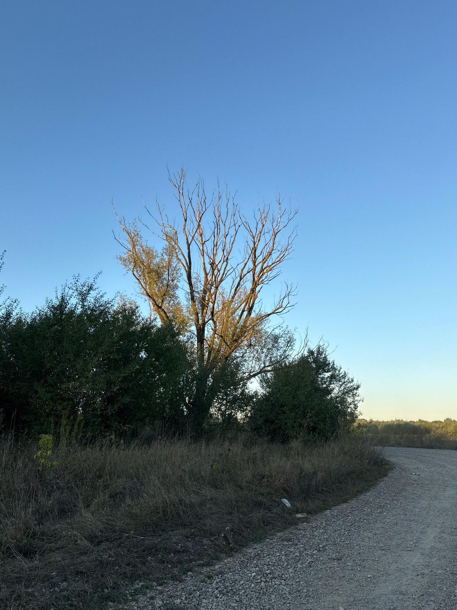 A wide shot captures a rural landscape under a clear blue sky. In the foreground, a gravel road curves to the right, disappearing into the distance. The road is bordered by dry, brown grass and a dense line of green trees. A solitary, bare tree with a few sparse leaves stands in the middle ground, its branches reaching upwards. The scene is bathed in the warm light of what appears to be late afternoon or early morning sun. No people or animals are visible.