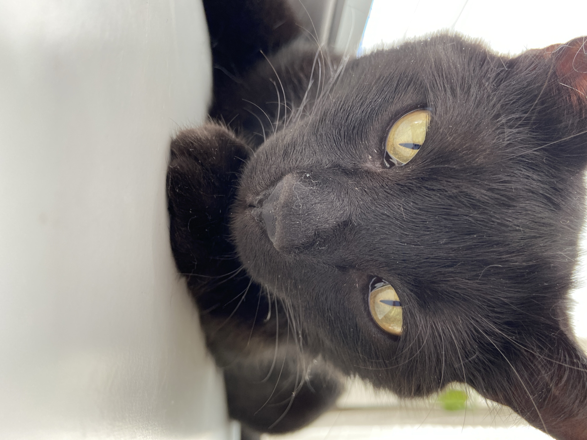 This is a close-up, low-angle, portrait-style photograph of a black cat. The cat is looking directly at the camera with its yellow eyes. Its fur is dark, with some lighter hairs visible on its face and whiskers. The cat's nose is dark and appears slightly damp. Its paws are tucked underneath its chin, with one paw visible in the foreground. The background is blurred, but appears to be a light-colored surface, possibly a windowsill, with a hint of greenery in the upper right corner. The lighting is natural and seems to be coming from the right, casting soft shadows. The overall impression is one of quiet observation or contemplation.
