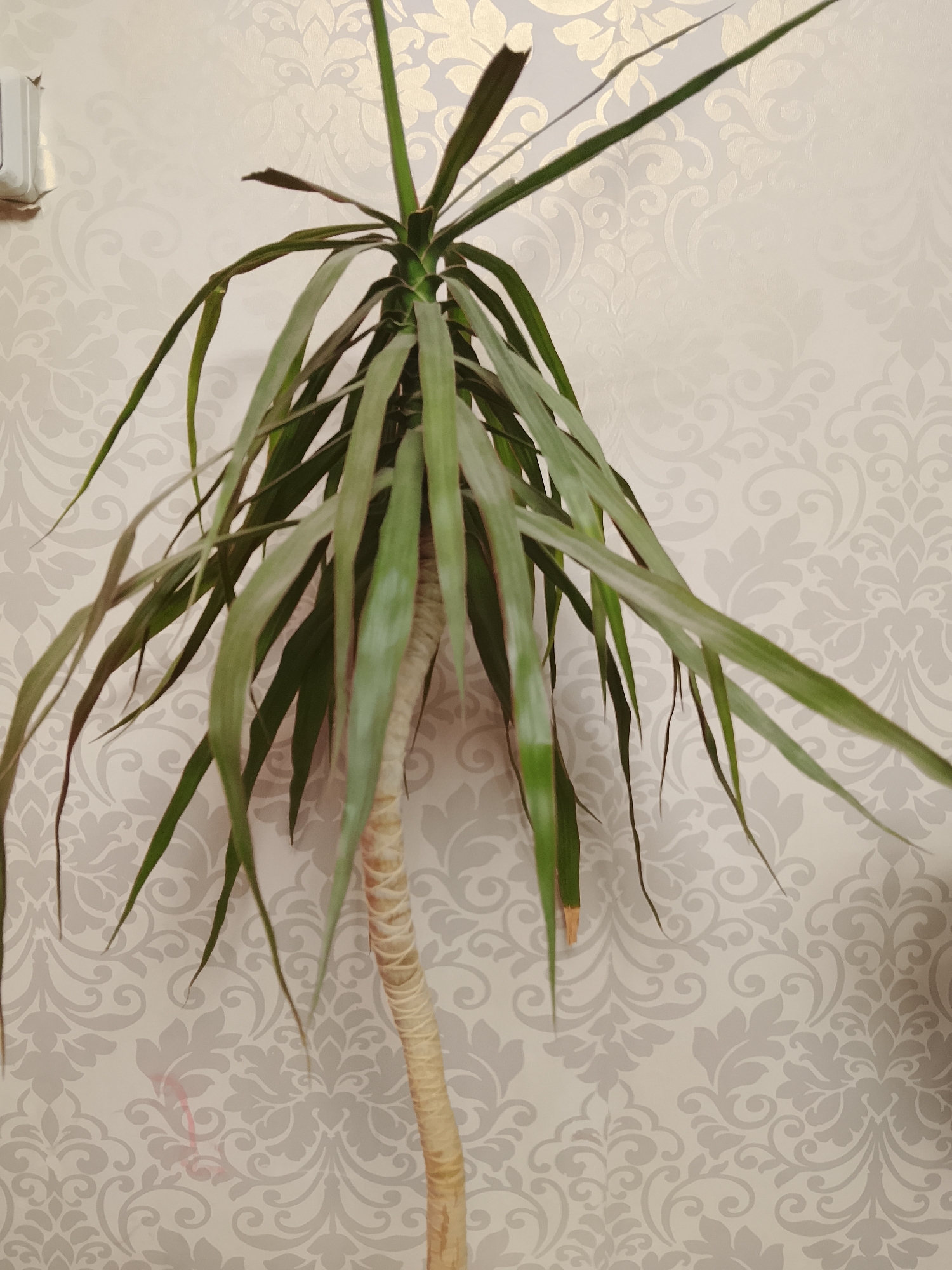 A tall, slender plant with long, drooping green leaves is positioned in front of a light-colored wall with a damask pattern. The plant's trunk is thick and textured, appearing to be a light brown or beige color. The leaves are a vibrant green, with some showing hints of reddish-brown at the tips, suggesting they might be dry or damaged. The plant's leaves arch downwards from the top, creating a cascading effect. The background wallpaper has a repeating floral or paisley-like design in a slightly darker shade of beige or light gray, providing a subtle contrast to the plant. To the upper left of the plant, a small white electrical fixture is visible, mounted on the wall. The overall scene is indoors, likely in a residential setting in Verkhopol'e, Russia, given the context provided.