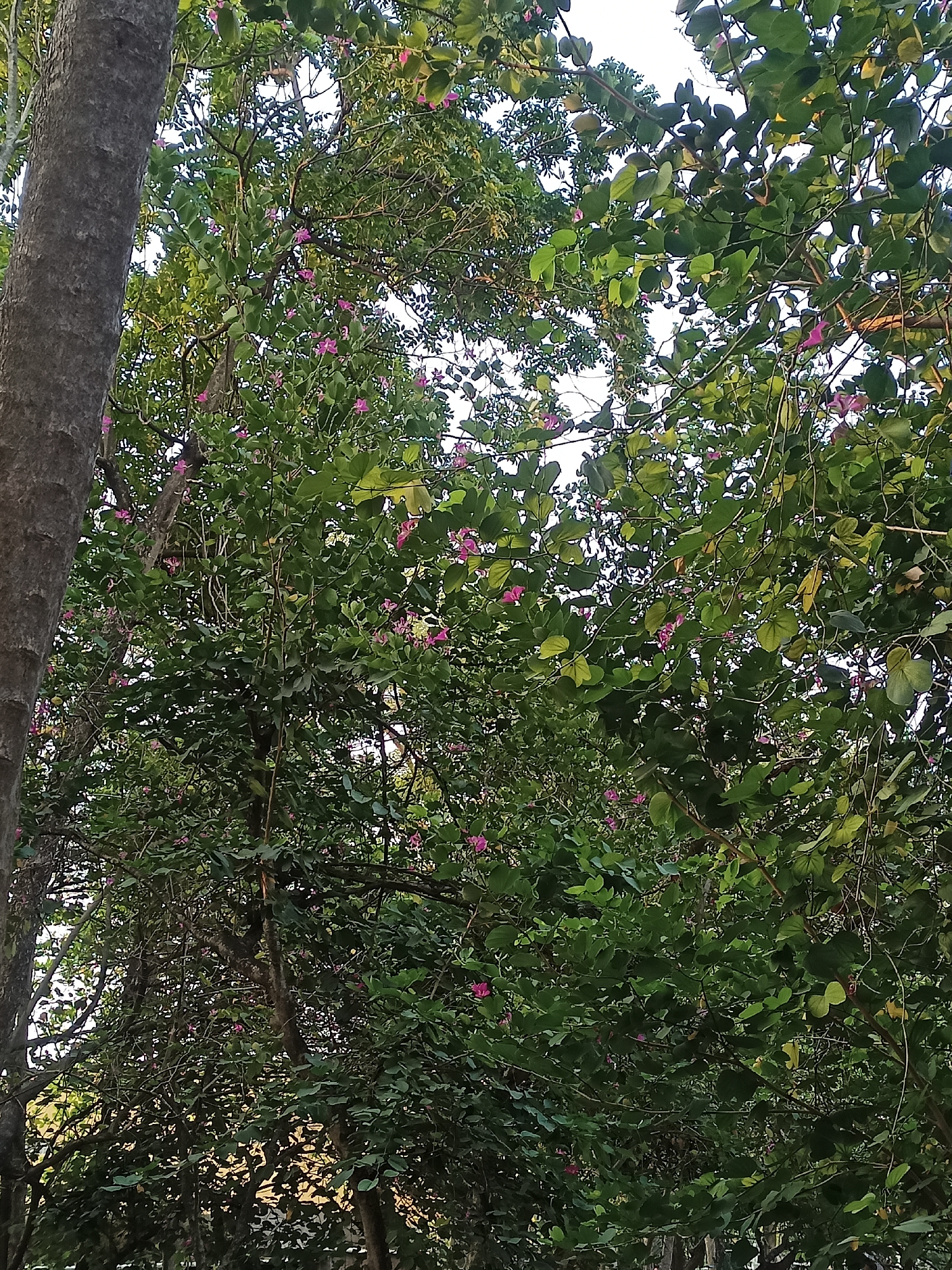 The image depicts a dense canopy of green foliage with scattered small pink flowers. A portion of a thick tree trunk, with rough, gray bark, is visible on the left side, running vertically. The branches and leaves of another tree, possibly the same one or a neighboring one, fill the rest of the frame. The overall impression is of an outdoor, natural setting, likely a garden or park, with the bright sky peeking through gaps in the leaves at the top. The location is specified as the city of Gemolong, Indonesia. No people or specific actions are evident.