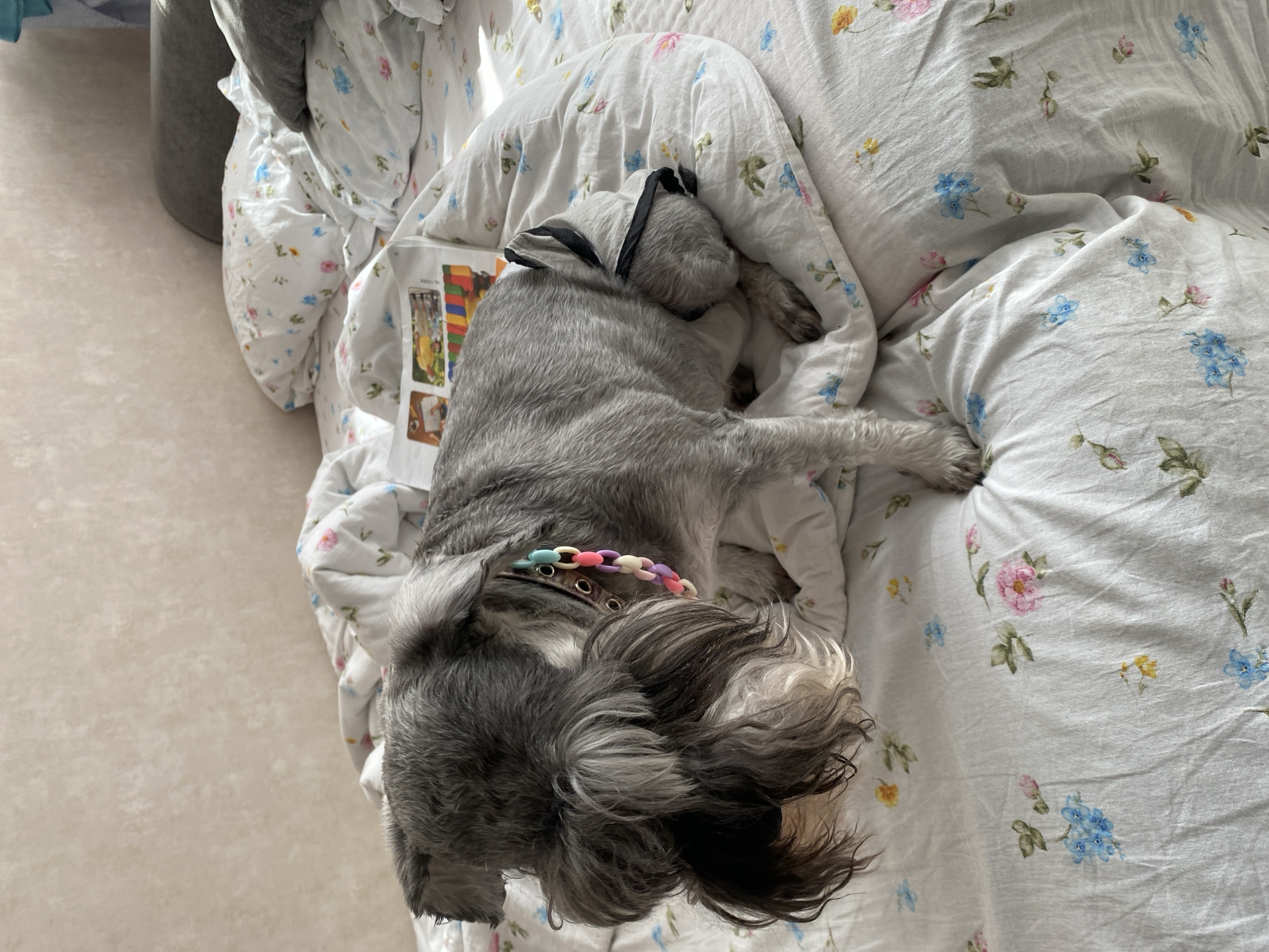 A medium-sized gray Schnauzer-type dog sleeps on a bed with a floral-patterned white duvet cover. The dog is lying on its side, facing the lower left corner of the frame. It has a rainbow-colored collar and a black harness. The bed is next to a gray upholstered object, possibly a chair or ottoman. A book is visible under the dog's body. The location, Chaikovsky, Russia, is not discernible from the visual information.