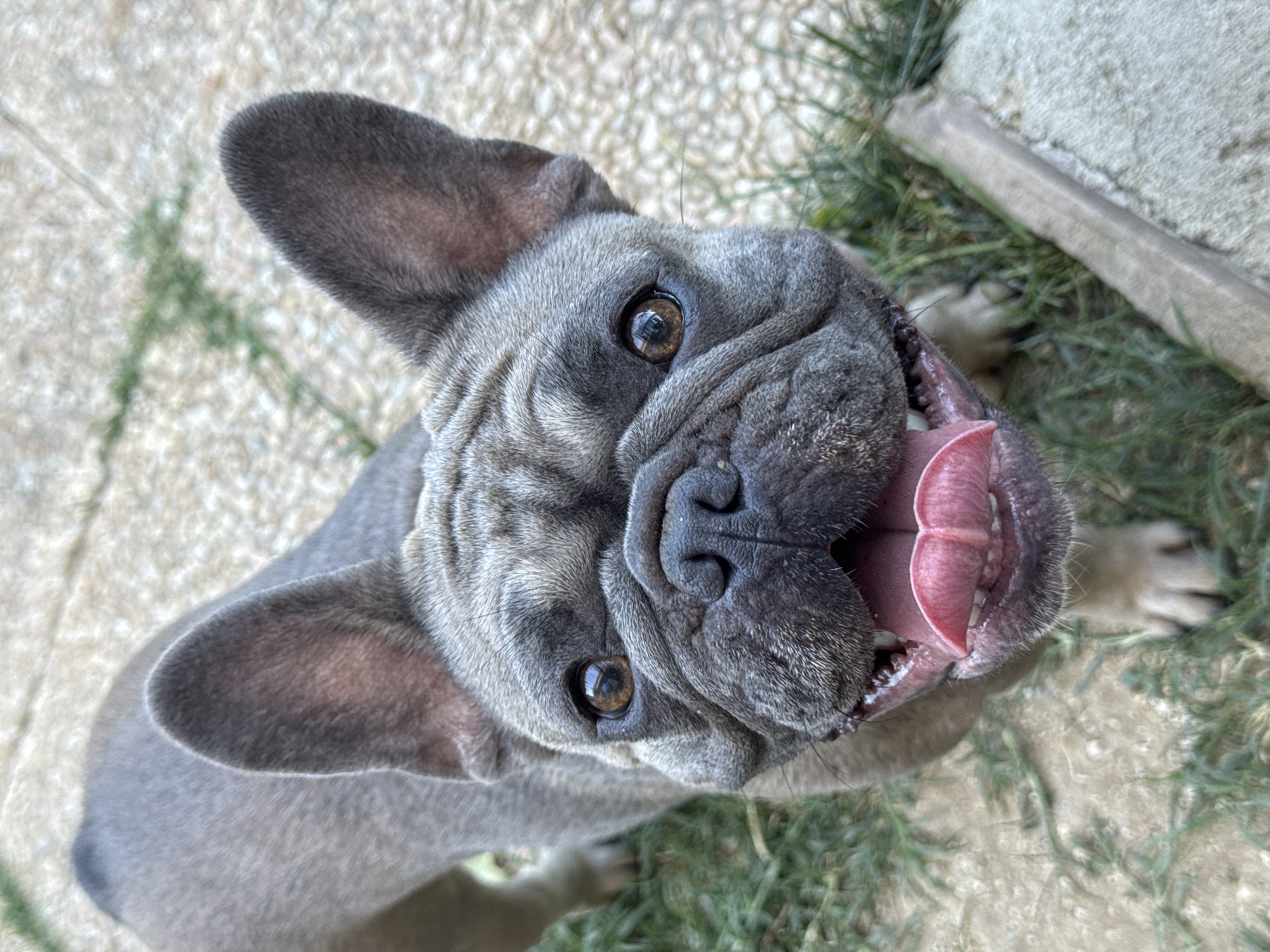 The media file is a close-up, high-angle, eye-level shot of a blue brindle French Bulldog. The dog is looking directly at the camera with its mouth open and tongue hanging out, appearing excited or panting. Its brown eyes are visible, reflecting light. The dog's face is characterized by its characteristic wrinkles and short snout. The background is a mix of gravelly ground and green grass, with a blurry concrete-like object in the upper right corner, possibly a rock or a planter. The lighting suggests it is daytime, with natural light illuminating the scene. The setting appears to be outdoors, possibly a garden or yard, in San Benedetto del Tronto, Italy. There is no visible text in the image. The dog's expression conveys a sense of playfulness and energy.