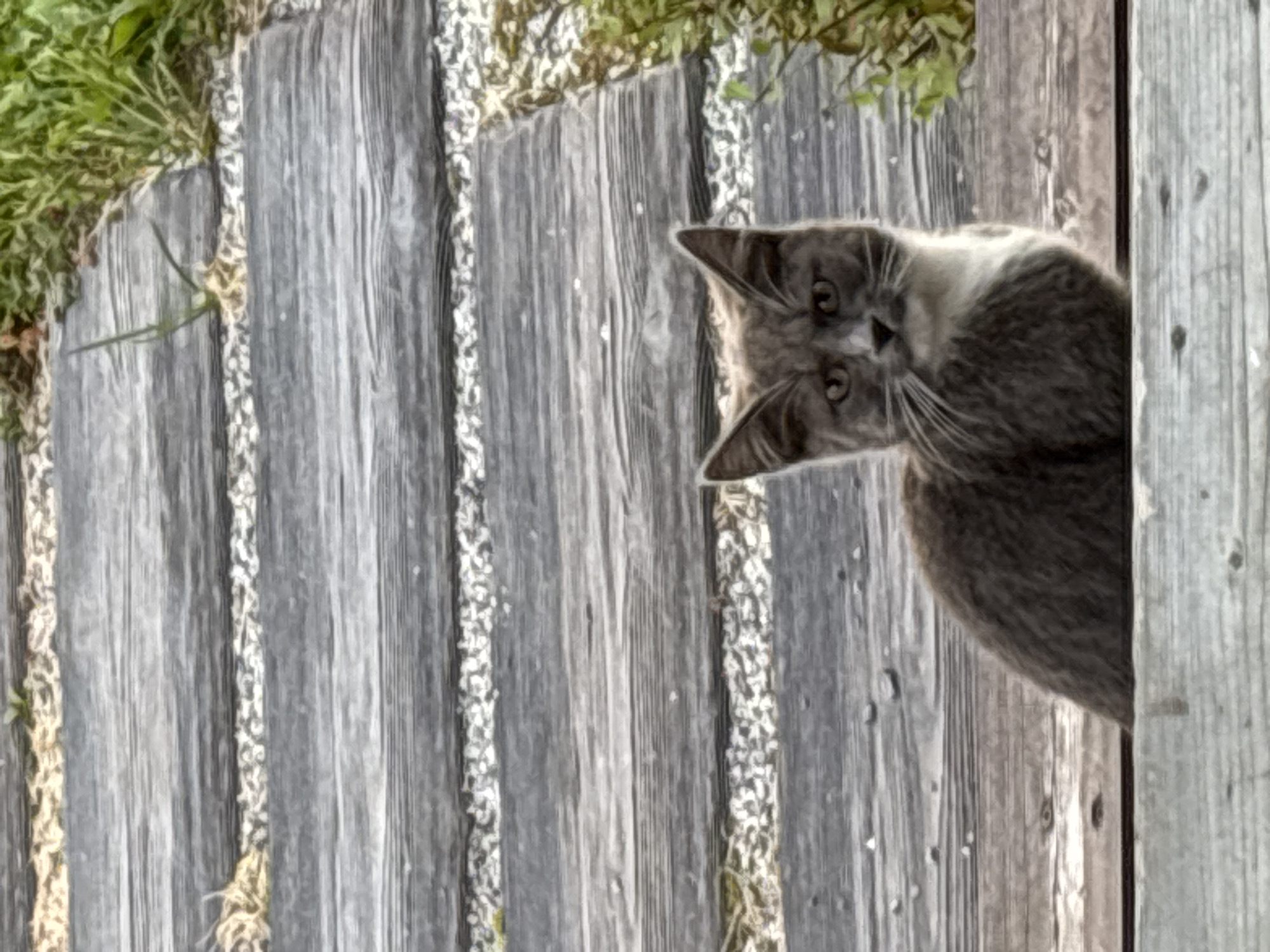 An adult gray tabby cat with white markings on its chest and face sits on a weathered wooden walkway. The walkway is constructed of horizontal wooden planks interspersed with gravel. Green foliage is visible to the right of the cat. The image is taken from a slightly elevated perspective. The location is not specified in the image.