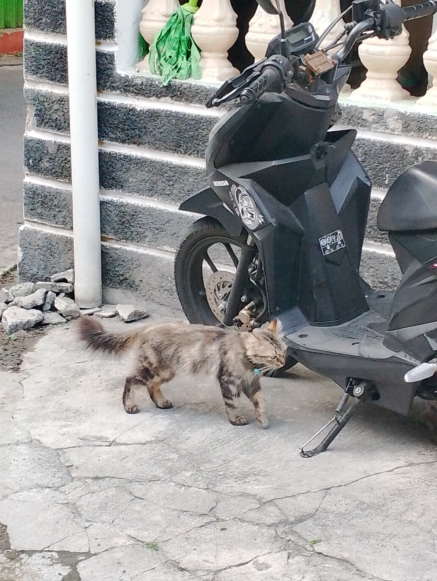 A tabby cat walks on a cracked concrete sidewalk next to a black scooter parked in front of a grey stone staircase. The cat, facing left, has a fluffy tail and a blue collar. A green mop is hanging on the wall behind the staircase. The scene appears to be in a residential area of Yogyakarta, Indonesia, characterized by the typical outdoor urban environment.