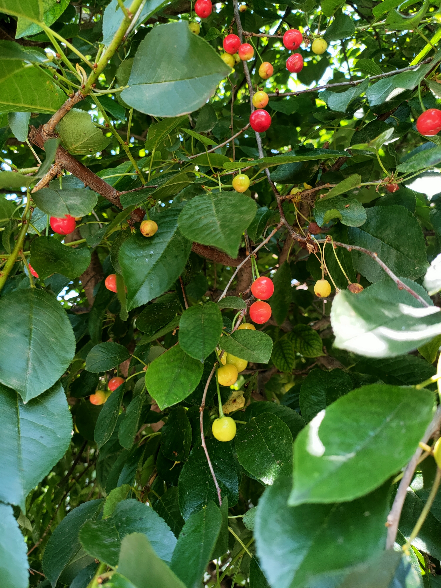 A close-up, low-angle shot captures a cluster of unripe cherries hanging from a tree branch, interspersed with lush green leaves. The cherries vary in color from light yellow to bright red, with some showing a blush of orange. The background is a blur of green foliage and dappled sunlight, suggesting an outdoor setting, likely in Nosivka, Ukraine, given the provided context. No people are visible in the frame.