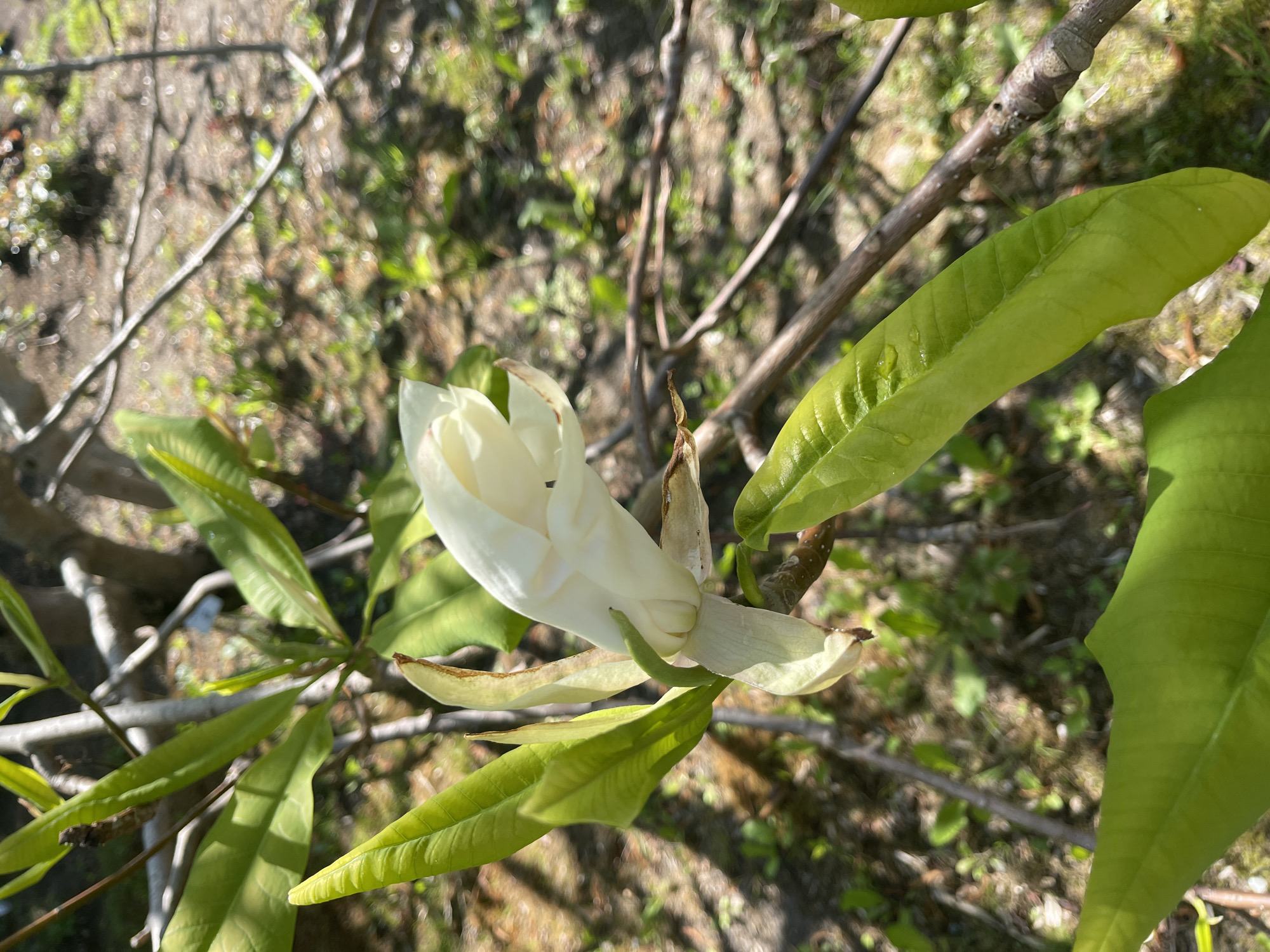 A close-up shows a white magnolia flower with green leaves. The background is blurred, showing bits of vegetation and branches. The location is unspecified.