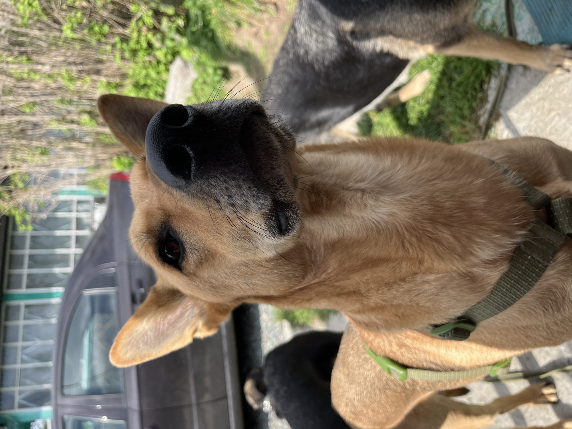 The image shows a close-up of a tan dog's face in the foreground. The dog has a black nose and dark eyes, and is wearing a green harness. In the background, another black dog and a grey and black dog are partially visible. A dark-colored car is parked behind the dogs, and a building with white-framed windows is visible beyond the car. The scene appears to be outdoors, with green grass and trees in the background. The lighting suggests it is daytime. There is no information in the image to suggest this location is in Nizhny Tagil, Russia.
