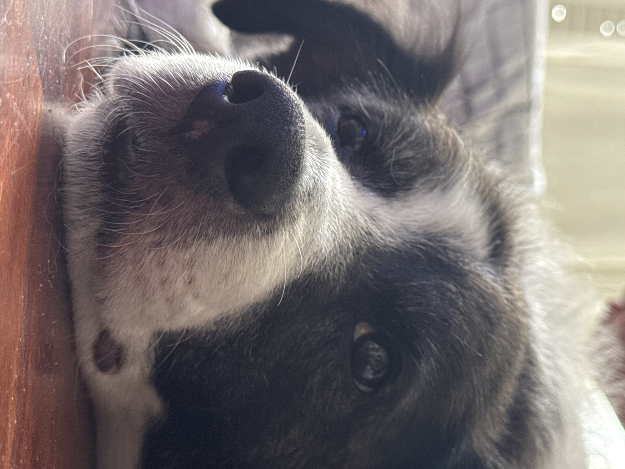 A close-up, eye-level shot shows the face of a black and white dog lying down on a reddish-brown wooden surface. The dog's head is turned to the left, with its snout and nose prominently featured in the foreground. The dog's left eye is visible, reflecting light, while its right eye is partially obscured. The fur around the muzzle is white, with black fur covering the top of the head and parts of the face. The background is blurred, with soft light filtering through what appears to be a curtain or blinds. The image does not provide any information or context related to the city of Vigo, Spain.