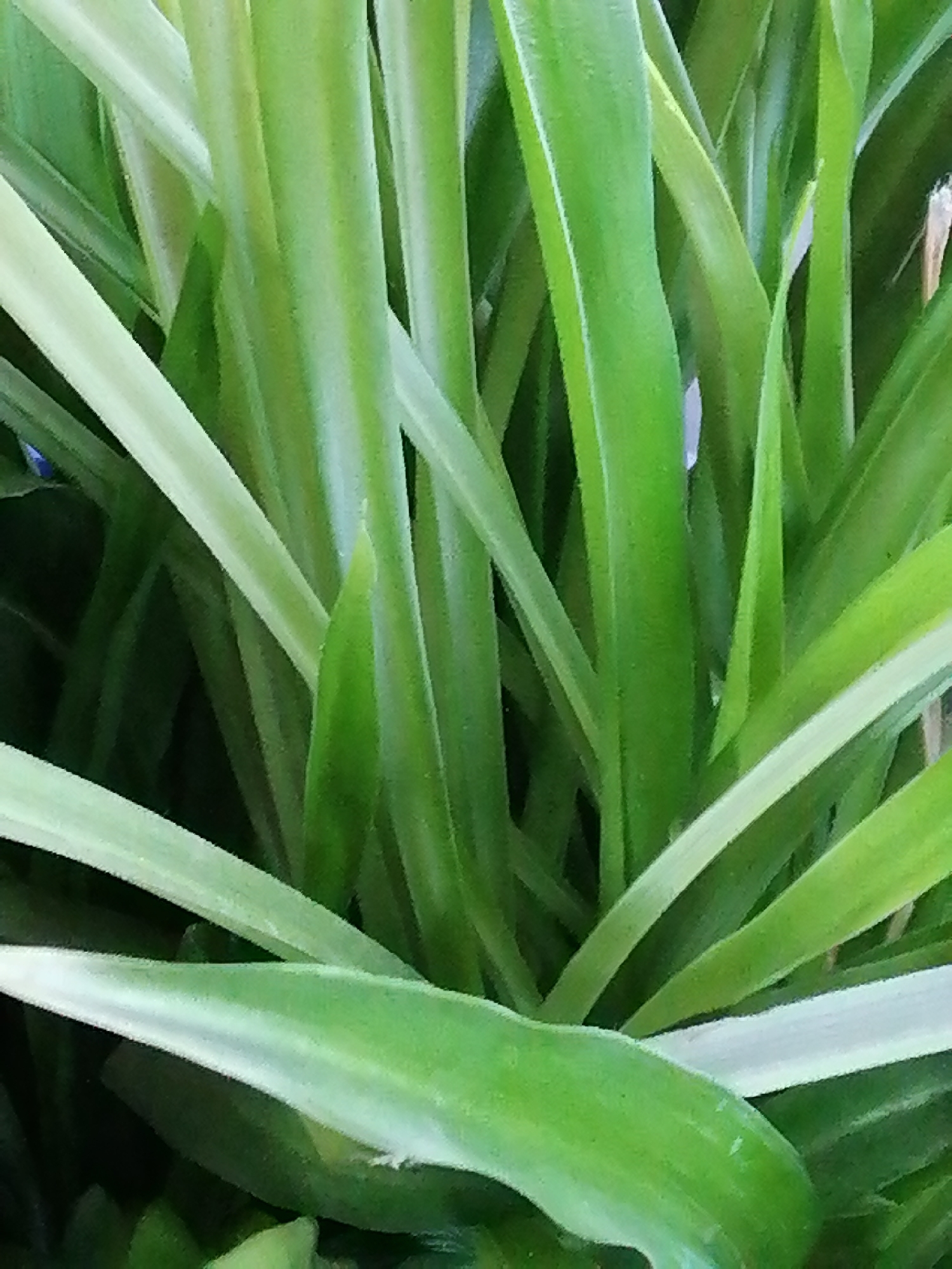 The image is a close-up, abstract shot of a clump of vibrant green leaves, possibly from a spider plant, set against a dark, out-of-focus background. The leaves are long, slender, and curve gracefully, with some showing lighter green or whitish edges. The lighting highlights the glossy texture of the leaves, creating a sense of depth and organic form. There are no people, animals, or discernible objects in the image. The location is not identifiable from the visual information presented, and therefore, cannot be specified as Rostov-on-Don, Russia.