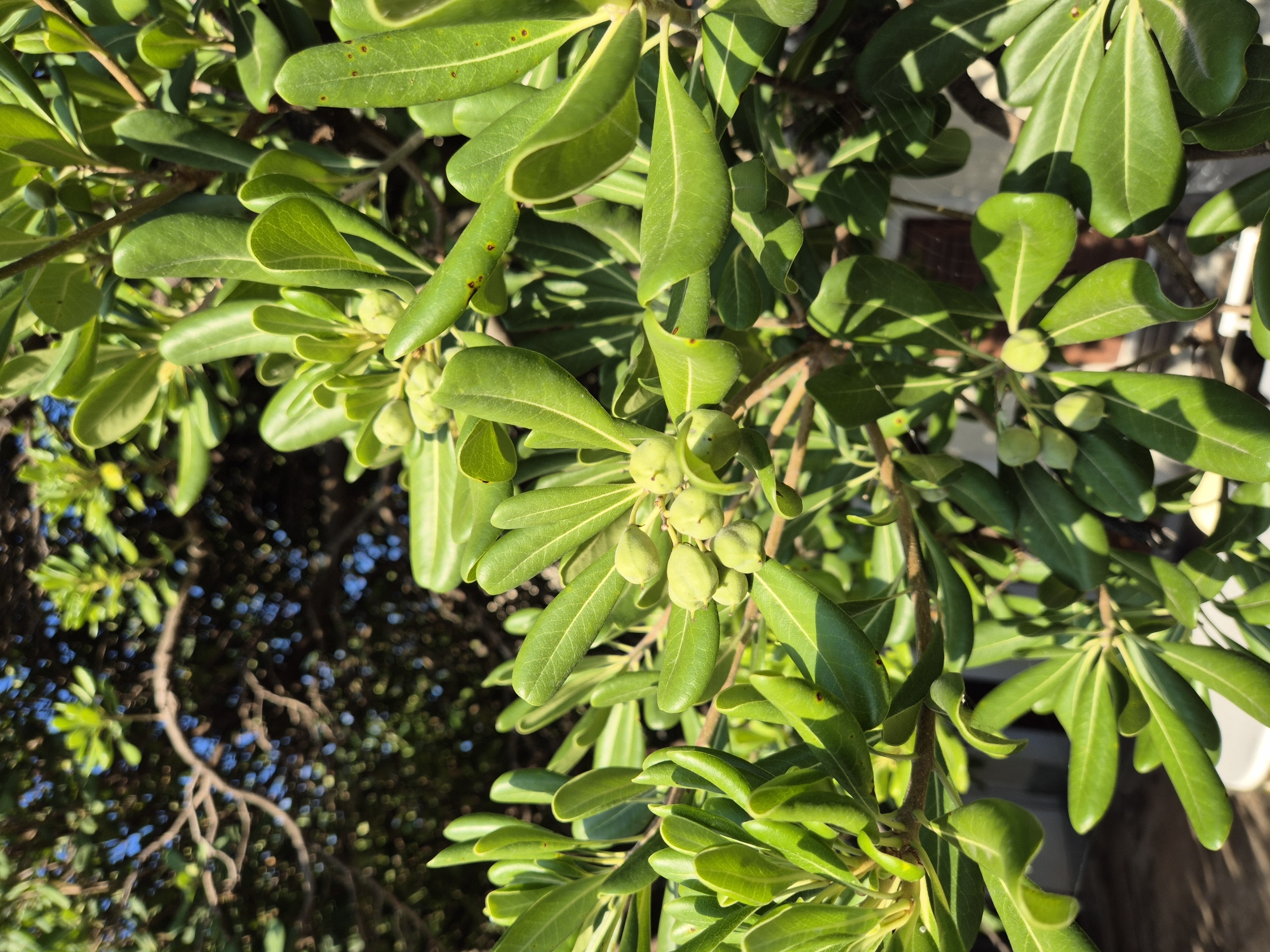 This is a close-up, high-angle, natural light photograph of a green leafy shrub with small, light green buds or immature fruits clustered on its branches. The leaves are ovate with a smooth, glossy surface, and some exhibit small brown spots. The shrub is in focus, with a blurred background of darker foliage and sky visible through it. The scene appears to be outdoors, likely in a garden or natural setting, given the vegetation and sunlight. No people or animals are visible. The location is identified as Zambratija, Croatia, suggesting a Mediterranean climate.