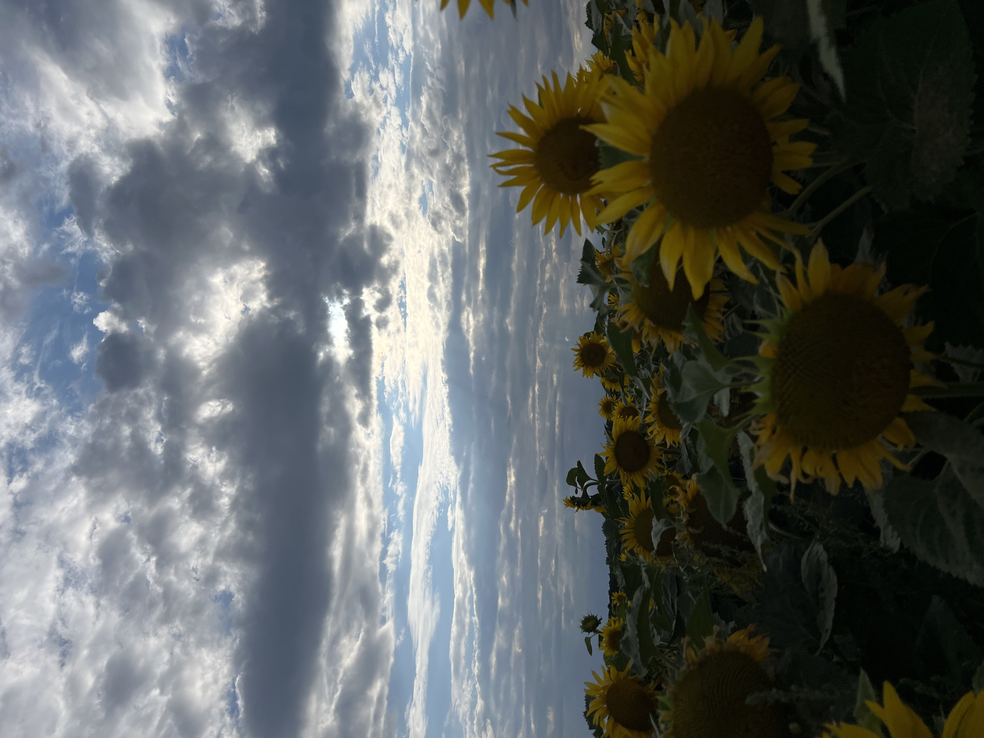 A vertical, low-angle, full shot captures a field of sunflowers under a dramatic cloudy sky. The sunflowers, predominantly yellow with dark brown centers, fill the lower half of the frame. Some are in sharp focus in the foreground, while others recede into the distance, creating a sense of depth. Their large, flat heads and broad green leaves are visible. The sky above is a dynamic composition of grey and white clouds, with patches of bright blue peeking through. Sunlight breaks through the clouds in streaks, illuminating parts of the sky and casting a soft light on the scene below. The distant horizon line is blurred, suggesting a vast, open landscape. The image is set in Hrabovets, Ukraine.