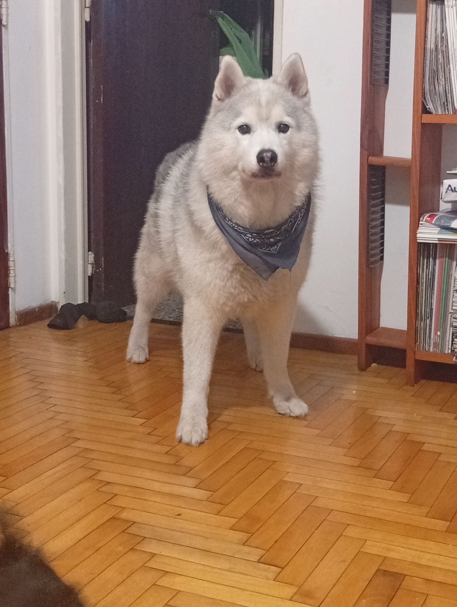A medium-sized, light gray and white Siberian Husky dog stands in an interior space, wearing a dark-colored bandana. The dog is facing the camera, positioned on a wooden parquet floor with a herringbone pattern. Behind the dog is a partially open dark-colored door and a light-colored wall. To the right of the dog is a wooden bookcase filled with magazines and documents. In the lower left corner of the image, part of a dark-colored object is visible. Based on the style of the interior and parquet flooring, this image likely depicts a residential scene. It is difficult to definitively place the location, but the interior architecture and décor are consistent with residential spaces found in Buenos Aires, Argentina.