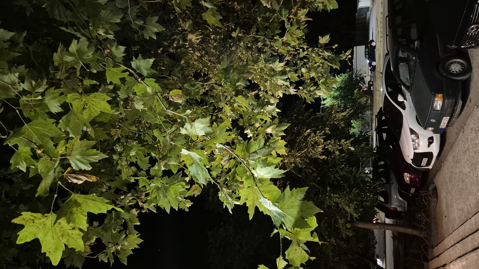 The image depicts a parking area at night, beneath a large tree with lush green foliage. The leaves are illuminated from below, creating a dramatic effect against the dark background. Several cars are parked in a line, including a white Citroën DS4, a dark colored sedan, and a silver SUV. The cars are parked on a paved surface, with a sidewalk or curb in the foreground. In the background, there are more trees and some buildings, suggesting an urban or suburban setting. The overall impression is one of a peaceful, quiet night scene, with nature and urban elements coexisting. The specific location within the city of Lovech, Bulgaria, is not visually discernible from the image itself, but the presence of cars with Bulgarian license plates indicates the country.