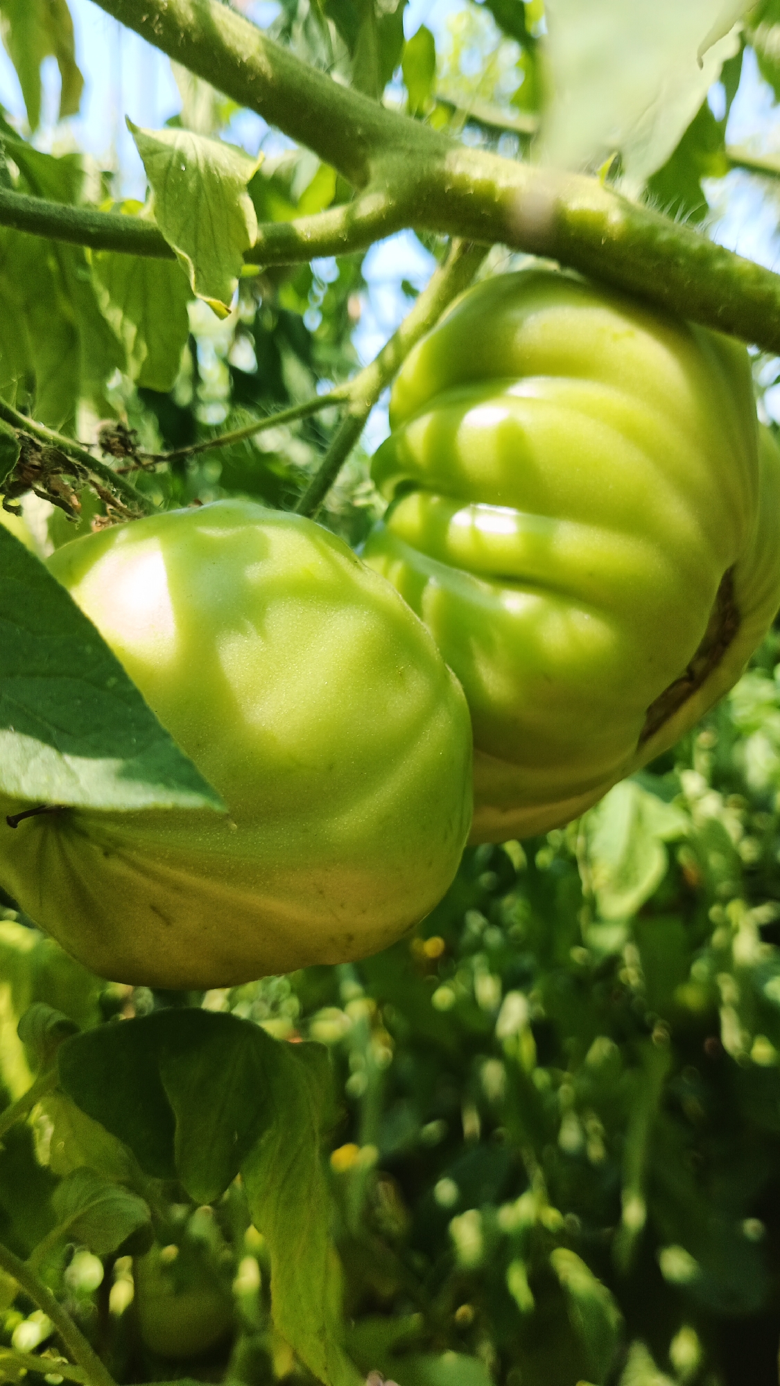 The image is a close-up, low-angle shot of unripe green tomatoes hanging from a vine. Two tomatoes are prominently featured in the foreground, with one slightly closer to the viewer than the other. The tomatoes are ribbed and appear to be a variety known for its large size and irregular shape. They are a vibrant light green color, with highlights and shadows indicating the direction of sunlight. The vine itself is thick and fuzzy, with leaves and smaller, less developed tomatoes visible in the background. The overall setting is an outdoor garden, likely in a temperate climate, with hints of a bright sky visible through the foliage. The image does not provide any specific details that would place it within the city of Kryvyi Rih, Ukraine, as it depicts a generic garden scene. There are no people or discernible actions taking place.