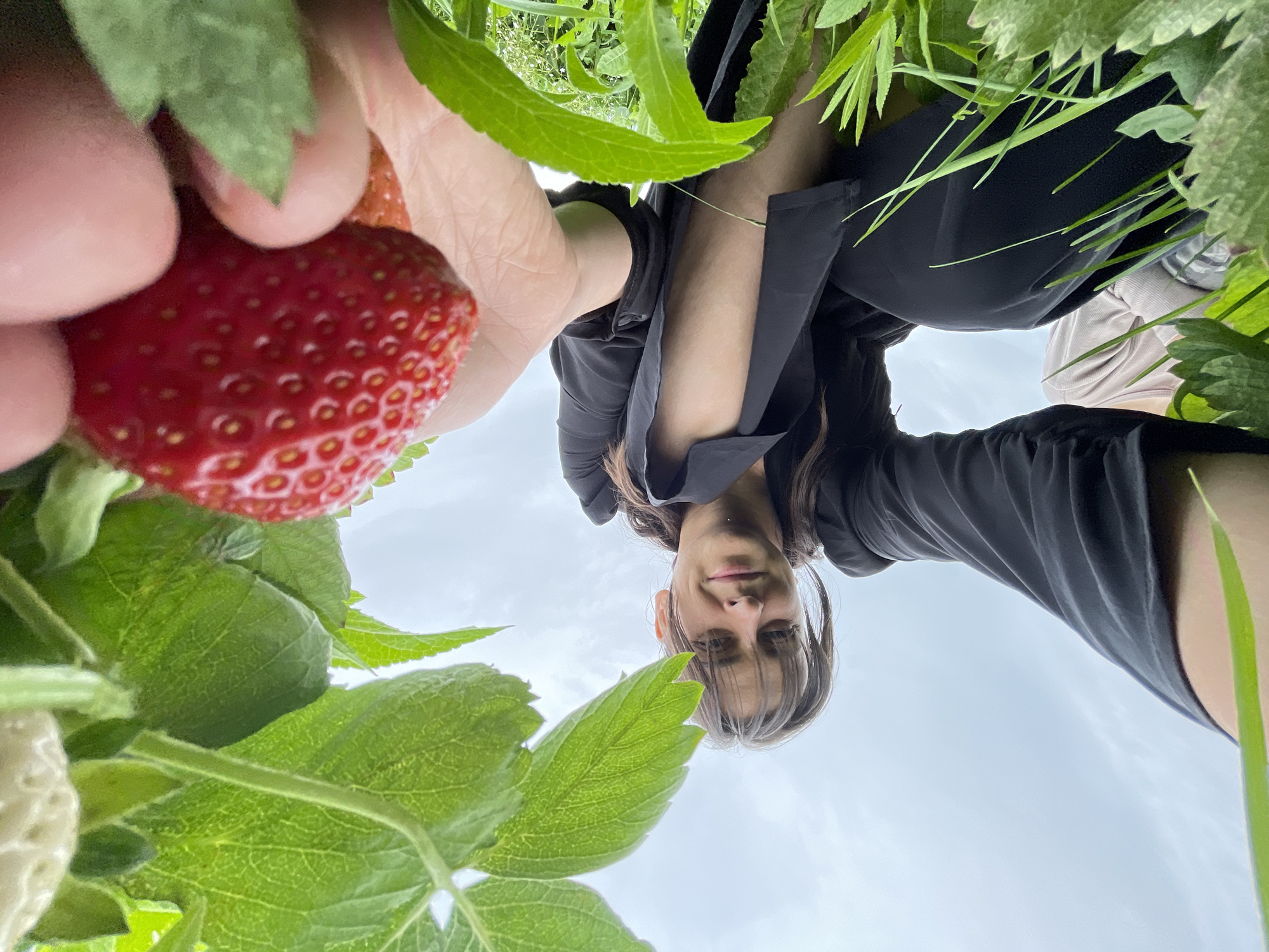 The media file is a low-angle, close-up, first-person perspective shot of a person picking strawberries in a field, with the camera oriented upside down. The subject is holding a ripe red strawberry in their left hand, surrounded by green leaves and foliage. The person is wearing a black shirt and appears to be outdoors. The sky is visible in the background, with hints of clouds, suggesting it might be daytime with overcast weather. The scene is set amidst lush green vegetation, indicative of a natural outdoor environment like a field or garden. The focus is primarily on the strawberry and the person's hand, with the person's face also visible in the upper portion of the frame, looking towards the camera with a neutral expression. The image appears to be taken in Foteni, Russia. There is no visible text in the image.