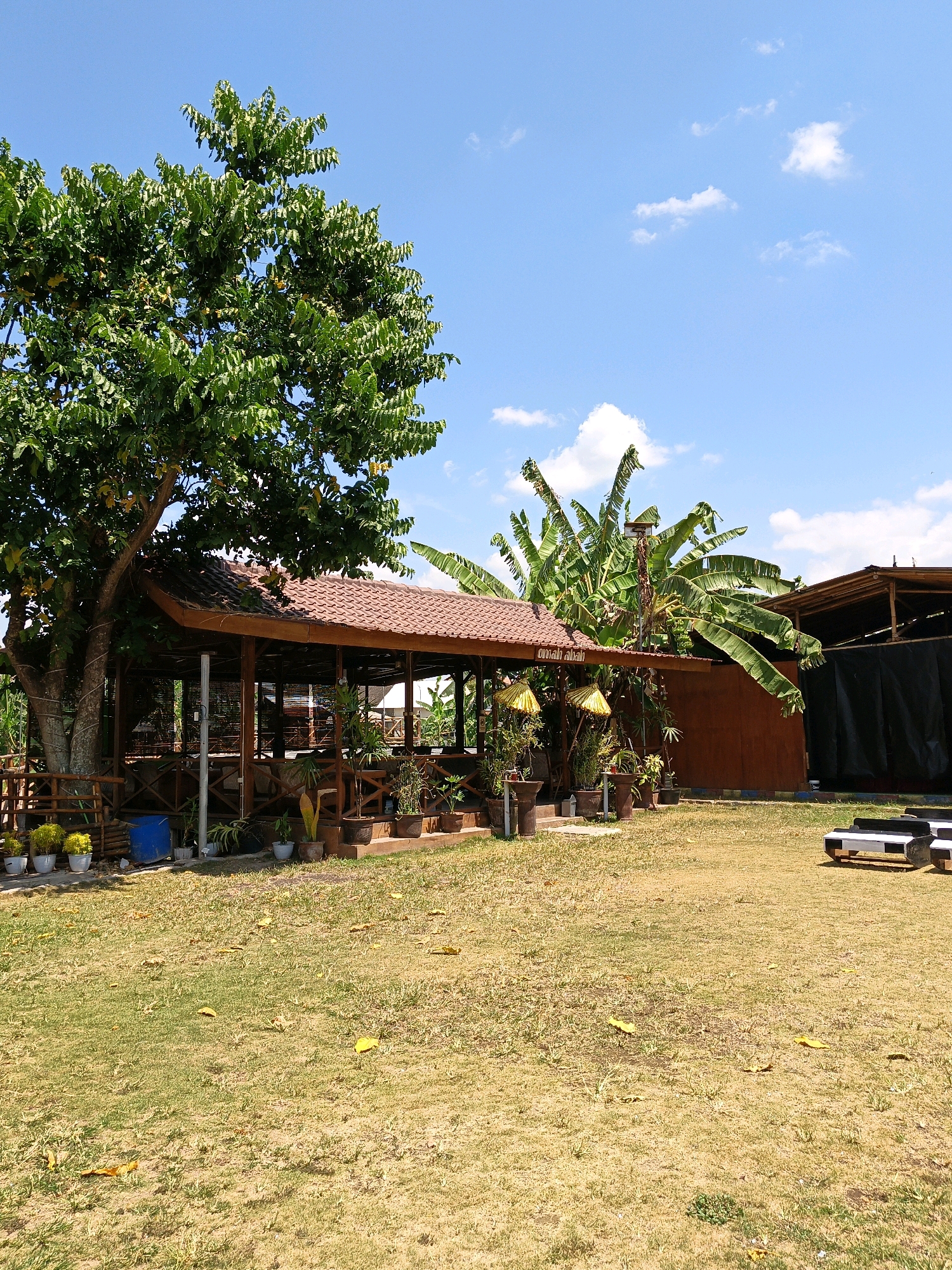 The image depicts an outdoor seating area and restaurant at Omah Alif in Jonggrangan, Indonesia. A large tree with dense green foliage stands to the left, partially shading a wooden open-air structure with a tiled roof. The structure appears to be a dining area, with tables and chairs visible inside, though no people are present. Several potted plants are arranged around the seating area. In the background, banana trees and another structure covered with black tarpaulin are visible. The ground is covered with dry, yellowish grass, and scattered yellow leaves are present. The sky is blue with a few white clouds. In the foreground, to the right, two low, bench-like seats with black and white striped cushions are placed on the grass.