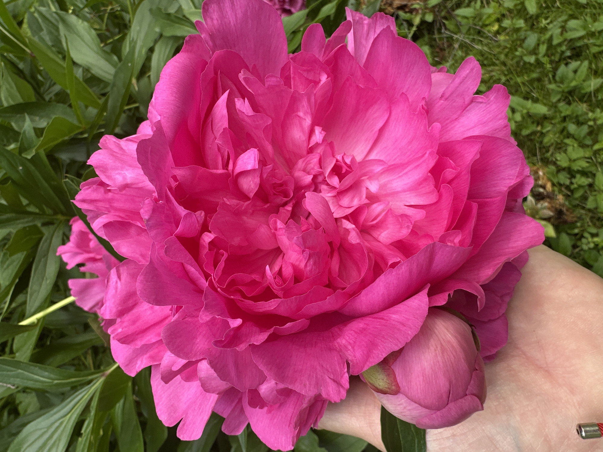 A close-up shot features a vibrant, ruffled pink peony flower in full bloom, held gently in a person's hand. The flower's petals are a rich, saturated pink, with layers of delicate ruffles creating a sense of depth and texture. A smaller, unopened peony bud rests on the lower right side of the frame, also a soft pink with hints of green. The person's hand, visible on the right, shows a light skin tone and appears to be supporting the heavy bloom. In the background, out of focus, are lush green leaves and foliage, suggesting an outdoor setting in a garden. The lighting appears natural, indicating it could be daytime, possibly with soft sunlight filtering through. The overall mood is one of natural beauty and appreciation for the flower. The location context is Ostafievo, Russia. There is no visible text in the image.