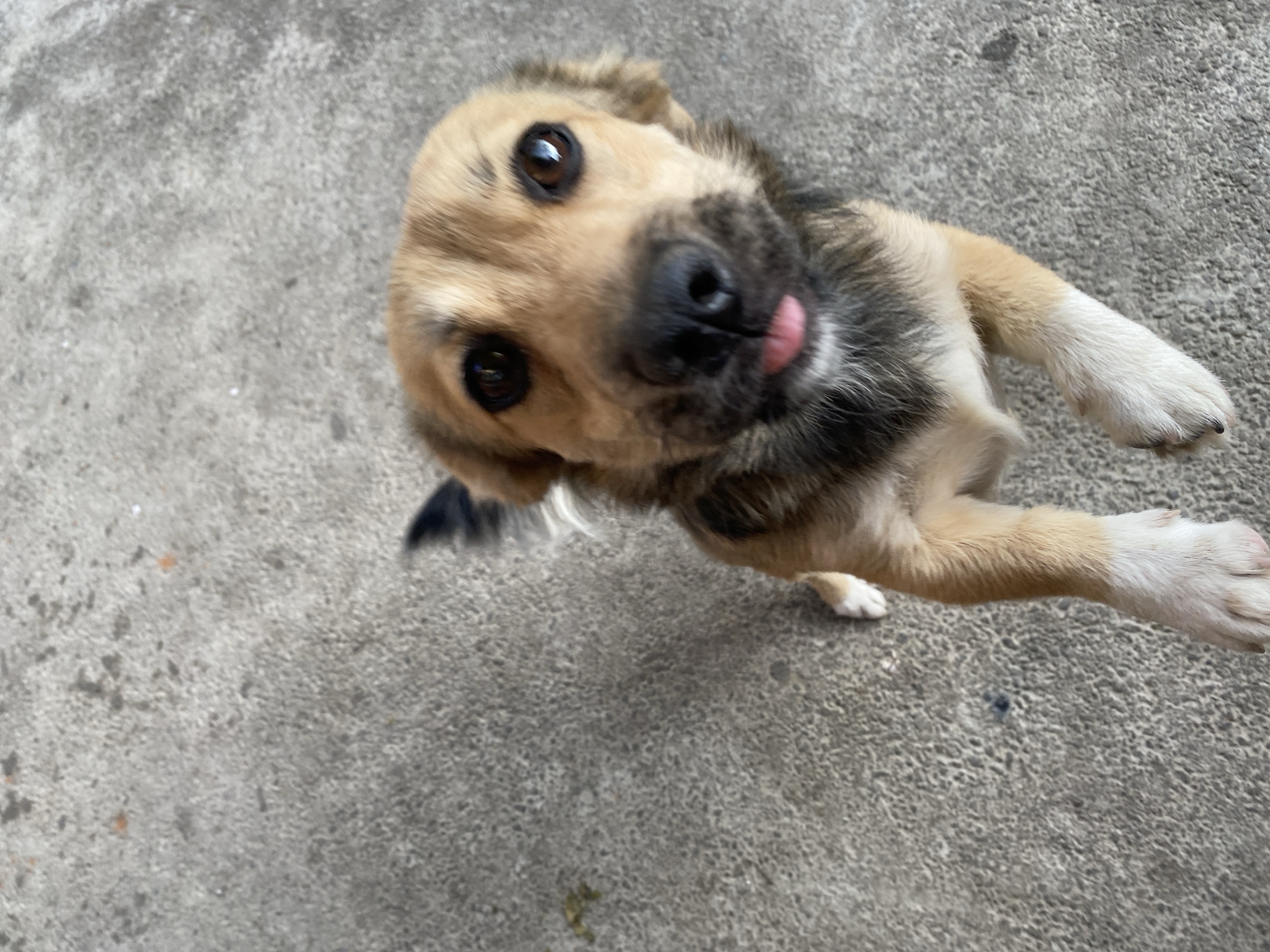 A medium shot captures a small, tan and brown mixed-breed dog from a high angle, looking upwards with its tongue sticking out. The dog is positioned in the lower right quadrant of the image, with its front paws extended towards the viewer. The background is a textured, grey concrete surface, consistent with a street or outdoor area. The lighting suggests an overcast day. No specific landmarks or urban features are visible to indicate its precise location within Khanskaya, Russia.