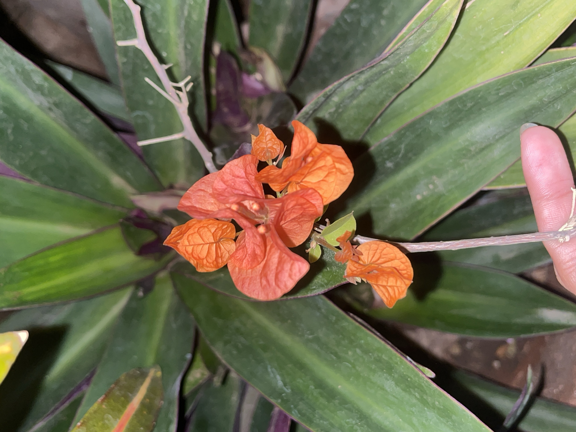 The scene captures a close-up, high-angle view of a plant with vibrant orange floral structures, held by a human hand, situated in Santa Ana, Venezuela. The primary subject is a plant characterized by large, elongated, lanceolate leaves that are predominantly dark green on their upper surfaces, exhibiting visible venation and minor surface irregularities. Distinct purplish coloration is evident along the margins or undersides of several leaves. Central to the image is a cluster of approximately five to seven bright orange, papery structures, consistent with bracts, which are ovate to cordate in shape and display prominent venation. Some bracts are folded, while others are partially open, revealing a darker, reddish-orange interior. Two smaller, similar orange bracts are positioned further down the same slender, pale brown or pinkish-beige woody stem, which has small, undeveloped nodal protrusions. The distal phalanges of a human right hand, identified by light skin tone and a fingernail with light blue-green polish on the index finger, grip the lower part of this stem. A thin, white fibrous strand is loosely draped around the index finger and stem. The background consists entirely of the dense green and purplish foliage of the plant, illuminated by consistent lighting.