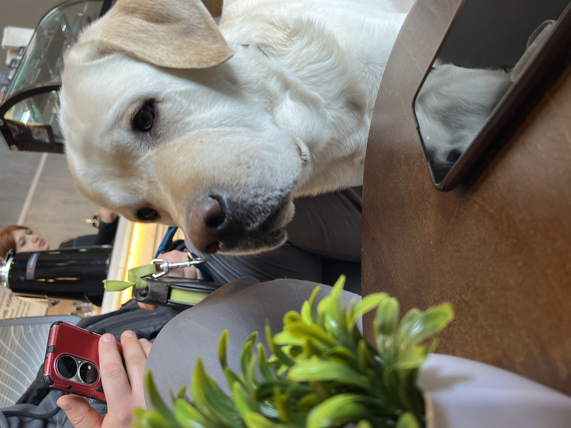 A light-colored Labrador dog is the prominent subject of this photograph, captured from a low angle. The dog's head, with its attentive eyes and wet nose, fills much of the frame, looking directly towards the viewer. Its fur is a bright white or very light cream.
The scene appears to be an indoor setting, likely a cafe or a similar public space. A wooden tabletop occupies the right side of the image, on which a black smartphone with a dark brown case rests, reflecting the dog's fur. In the lower right foreground, a small, vibrant green artificial plant in a white pot adds a touch of color.
On the left, a person's hand holds a red smartphone encased in a matching red protective cover, showcasing two visible camera lenses on its back. A green strap, possibly part of the dog's leash or harness, is visible extending from the dog's neck area towards this hand. In the background, out of focus, another person with reddish-brown hair is partially visible, seated near a large black cylindrical object that resembles a coffee machine or dispenser. A curved glass partition is also visible in the upper left background, suggesting an open or modern interior design.
The dog's expression is one of curiosity and attentiveness, suggesting it might be interacting with its owner or the person taking the photo. The time of day appears to be daytime, given the general lighting, and the overall atmosphere is casual and relaxed. No discernible text is clearly visible in the image. The location context is Mytishchi, Russia.