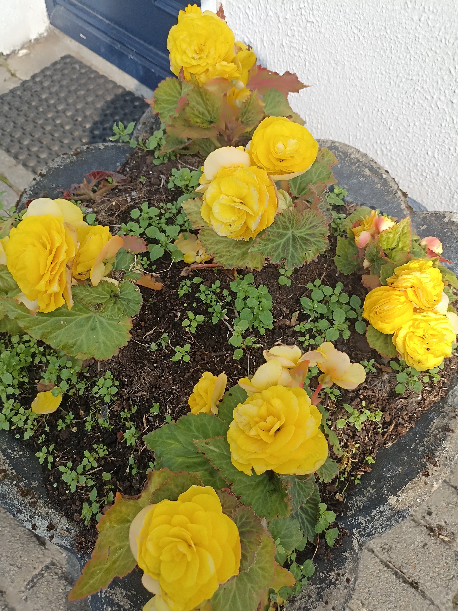 A close-up, high-angle shot shows a planter filled with vibrant yellow begonia flowers and lush green leaves. The planter itself is a dark, rough-textured material, possibly concrete, with a weathered appearance. Small, green ground cover plants sprout between the begonias and in the soil. The planter sits on a cobblestone surface, suggesting an outdoor setting, possibly a garden or walkway. In the blurred background, a dark blue door and a grey doormat are visible, hinting at an entrance to a building. The scene is brightly lit by natural light. Based on the visual cues, this planter is likely located outside a residence or establishment in Oughterard, Ireland, contributing to the visual appeal of the property.