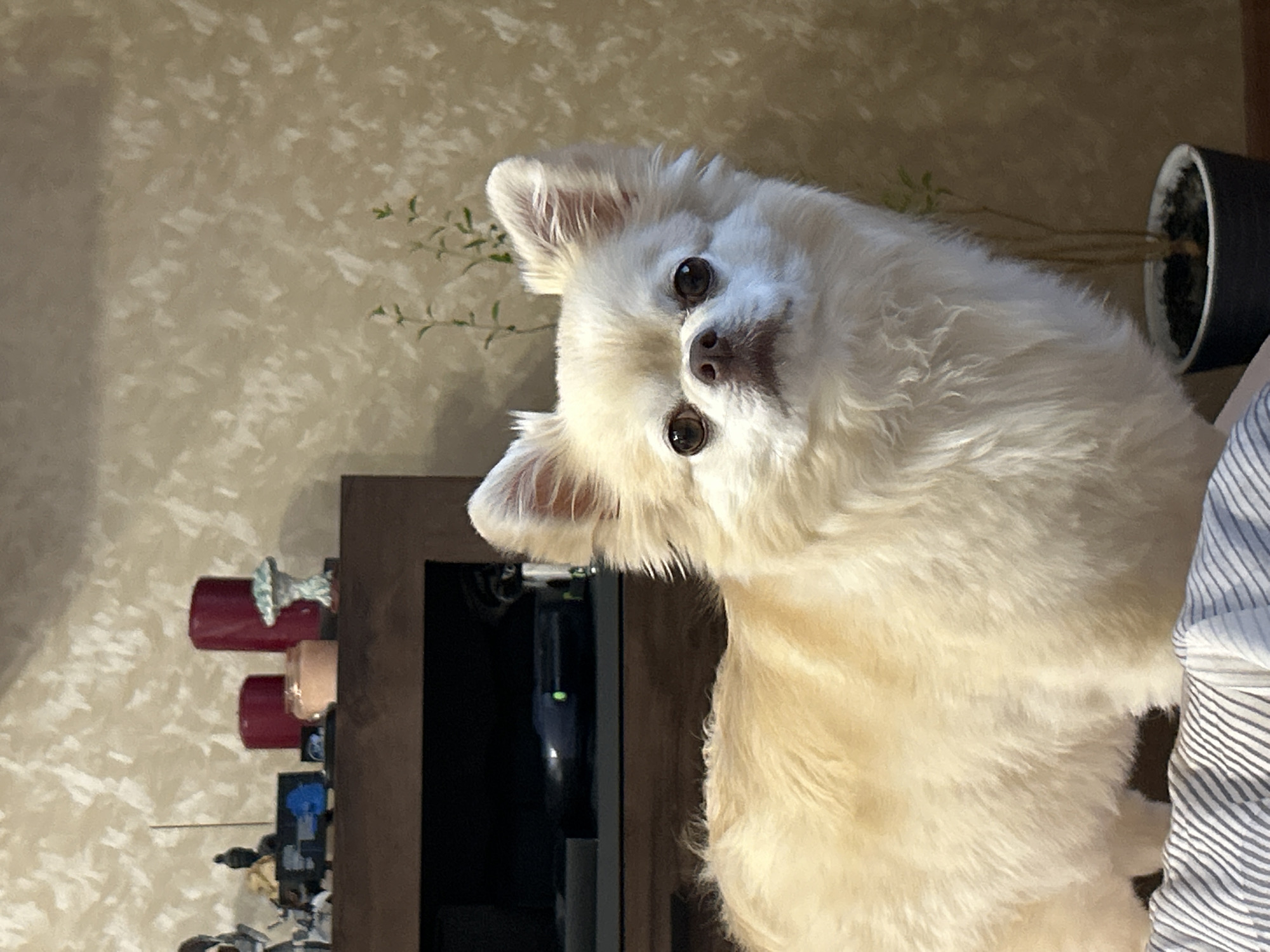 A light-colored long-haired dog is in the foreground of the image, facing the camera. The dog is light cream in color with darker brown eyes and a brown nose. Its ears are perked up. The dog is sitting on a surface covered with a striped fabric, which is likely a cushion or blanket.
In the background, on a dark wooden shelf, are several decorative objects. To the left, there are what appear to be action figures or figurines, including a dark figure and a lighter, possibly white, figure. Next to them is a dark rectangular object with a blue light or screen. Further to the right, there are two red cylindrical candles, one larger than the other, and a small, light-colored candle in a glass jar. To the right of the candles is a decorative mushroom-shaped object with a light blue and white patterned cap.
Behind the shelf, the wall has a textured pattern in a light brown or beige color, resembling wallpaper. To the right of the dog, a small potted plant with thin stems and sparse green leaves is visible. The plant is in a dark pot.
The overall environment appears to be an indoor setting, possibly a living room or entertainment area, given the presence of the shelf with decorative items and what looks like electronic equipment. The lighting suggests an indoor environment with ambient light.
The image was taken in Moskovskiy, Russia.